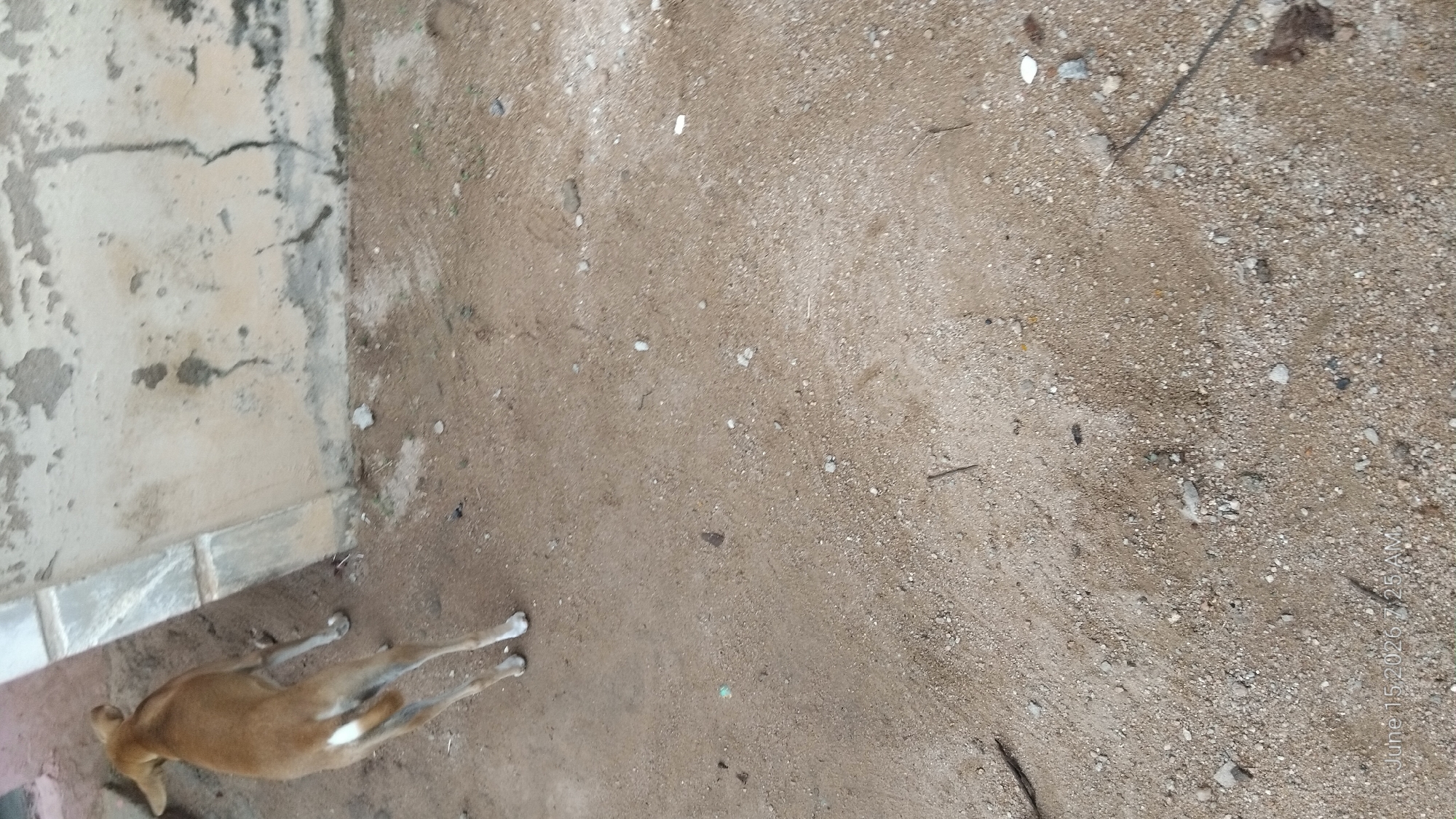 A tan dog with a white patch on its tail stands on sandy ground next to a weathered, light-colored wall with dark stains and cracks. The ground is composed of sand and small pebbles, with scattered debris including small sticks and what appears to be a discarded white object. The wall has a rough texture and shows signs of age and damage. The scene appears to be outdoors in an unpaved area, possibly a street or an open lot in Howayi, Nigeria.
