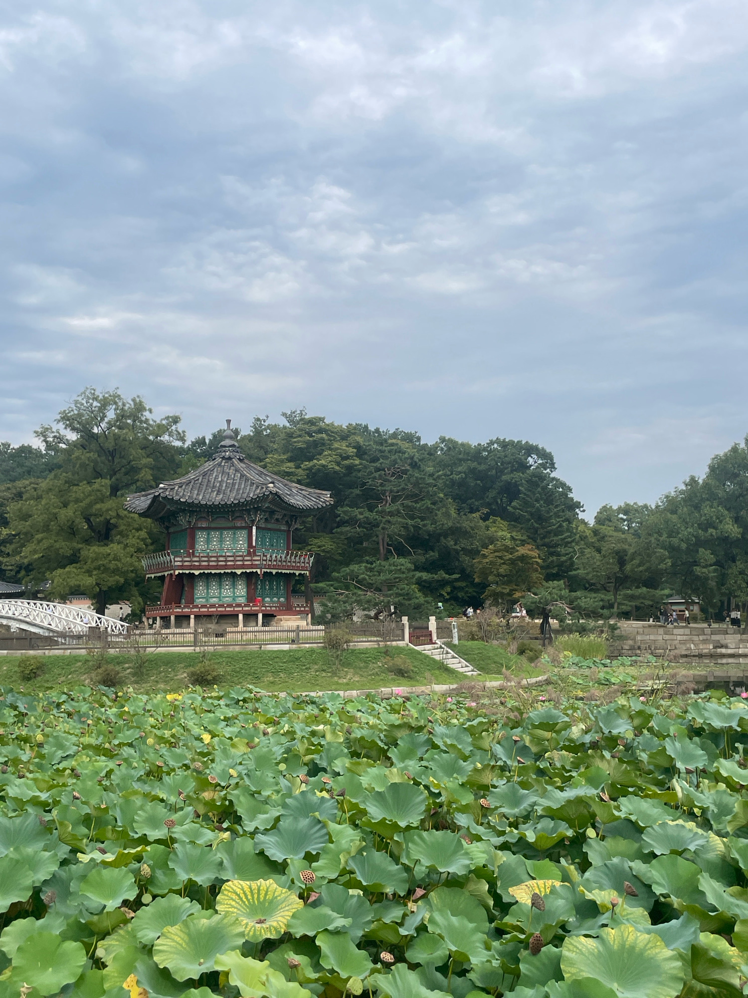 This is a vertical, eye-level shot of the Hyangwonjeong Pavilion in Gyeongbokgung Palace, Seoul, South Korea. The pavilion, with its dark tiled, multi-tiered roof and red and green painted wooden structure, stands on a raised platform in the center left of the image. It is surrounded by lush green trees and foliage. In the foreground, a dense bed of large, round lotus leaves fills the lower half of the frame. A white, arched bridge is visible to the left of the pavilion. The sky is overcast with light gray clouds. Several people are visible walking around the grounds and on the bridge.