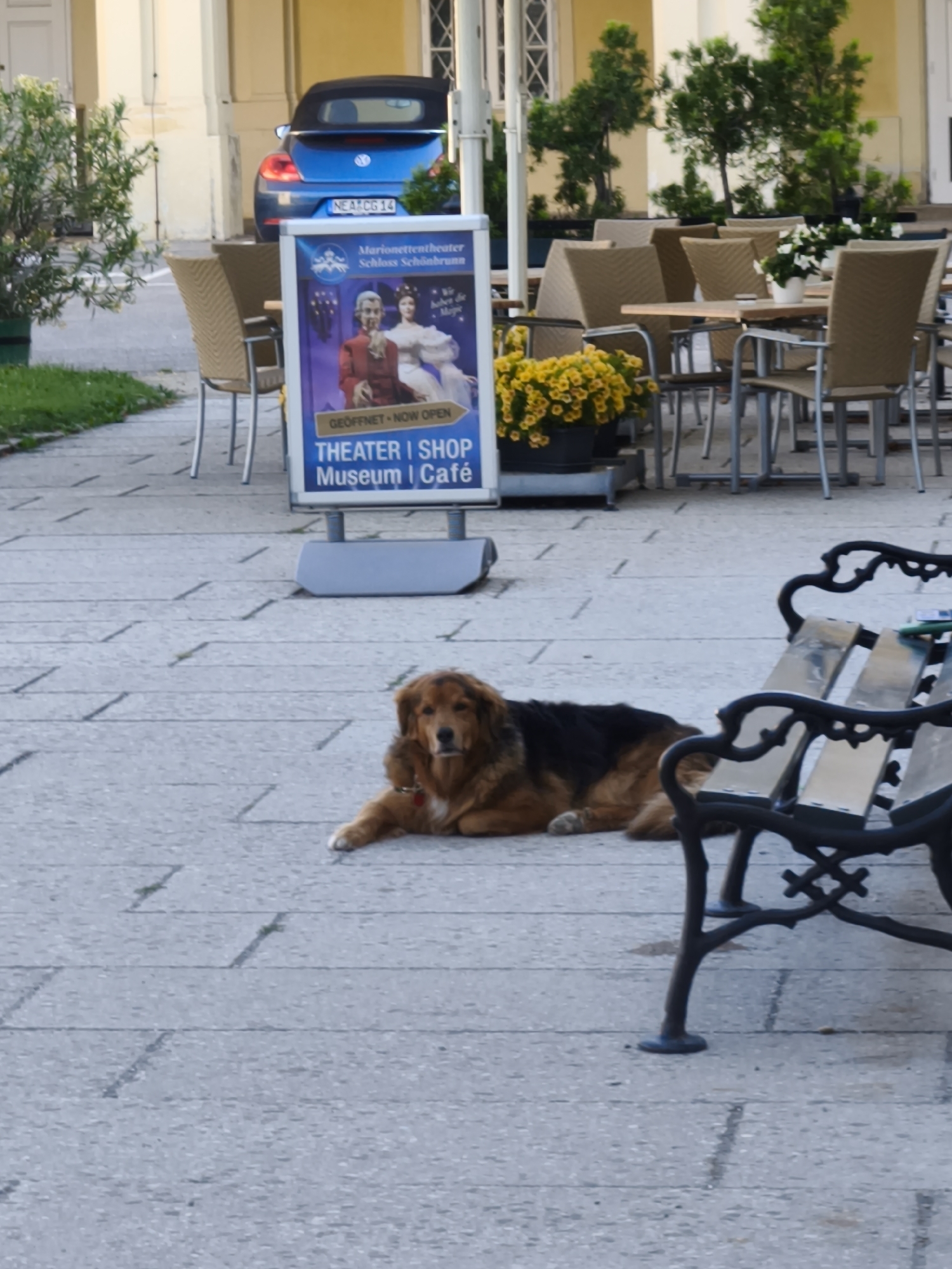 The image depicts an outdoor seating area, likely a cafe or restaurant patio, with a focus on a dog resting on the cobblestone ground. In the foreground, a medium-sized, mixed-breed dog with brown and black fur lies down, looking towards the camera. To the right, a black metal bench with a slatted seat is partially visible. Further in the background, several tables and chairs are arranged, some of which are empty and others occupied by patrons. A blue convertible car is parked in the middle ground, and a sign advertising "Marionettentheater Schloss Schönbrunn" (Marionette Theater Schönbrunn Castle) is prominently displayed. The setting appears to be a pedestrian area or sidewalk. The architecture in the background suggests a European city, and the mention of Schönbrunn Castle points to Vienna, Austria. The overall scene is one of casual outdoor dining with a canine companion.