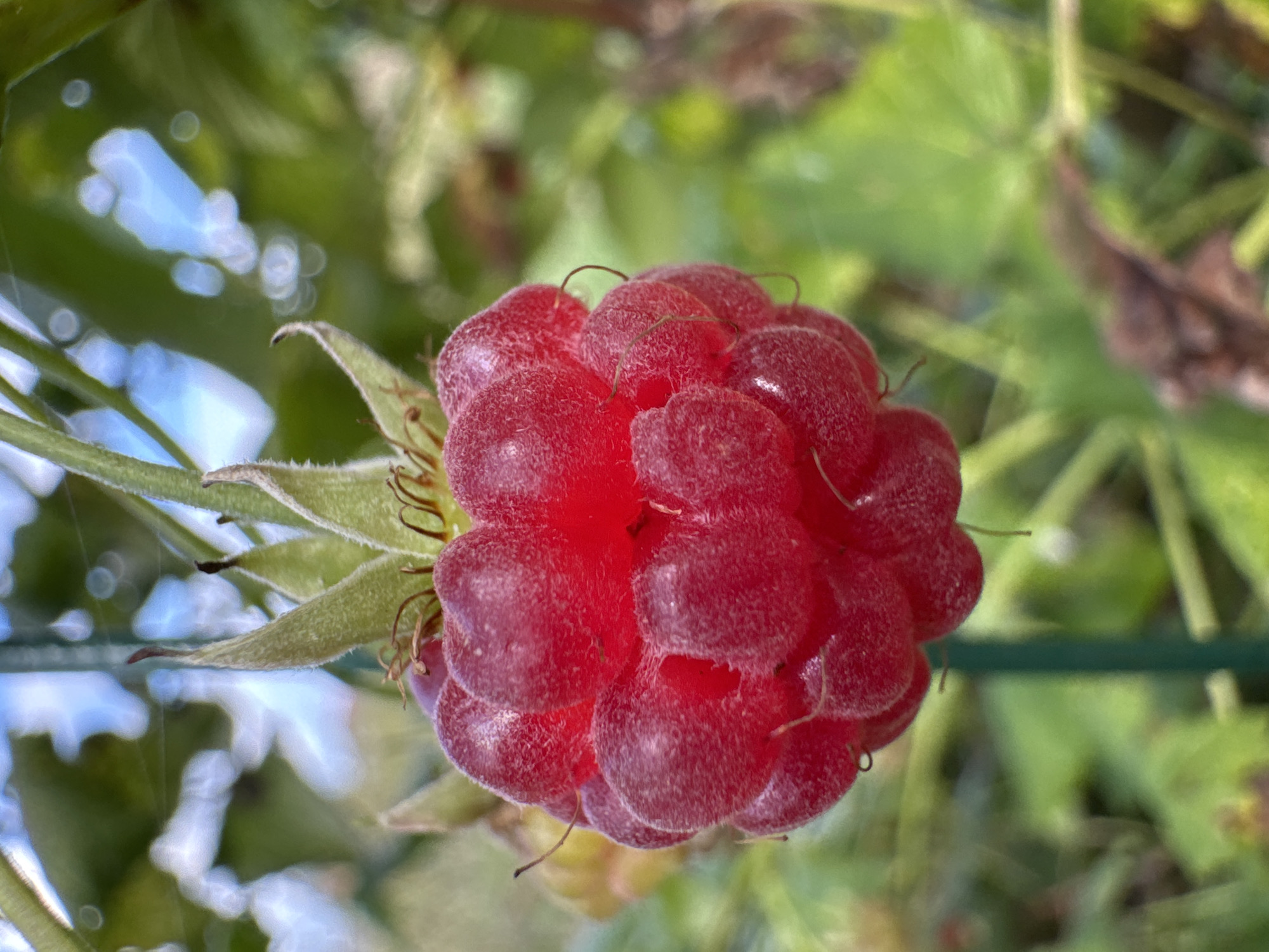 A close-up, vertical shot captures a single, ripe red raspberry hanging from its stem, which is partially visible at the top of the frame. The berry is plump and composed of numerous drupelets, its surface dusted with a fine fuzz. Its color is a vibrant, deep red with highlights indicating a glossy sheen. Several small, wiry tendrils hang from the berry.
The raspberry is set against a blurred background of green foliage and hints of bright blue sky, suggesting an outdoor setting. A thin, green support stake runs vertically through the lower portion of the image, indicating the plant may be cultivated.
The image does not contain any people, actions, or interactions. The environment appears to be a natural or garden setting, possibly in Kempelevo, Russia, based on the provided context, though no specific landmarks or urban features are visible to confirm this location. The focus is entirely on the texture, color, and form of the raspberry.