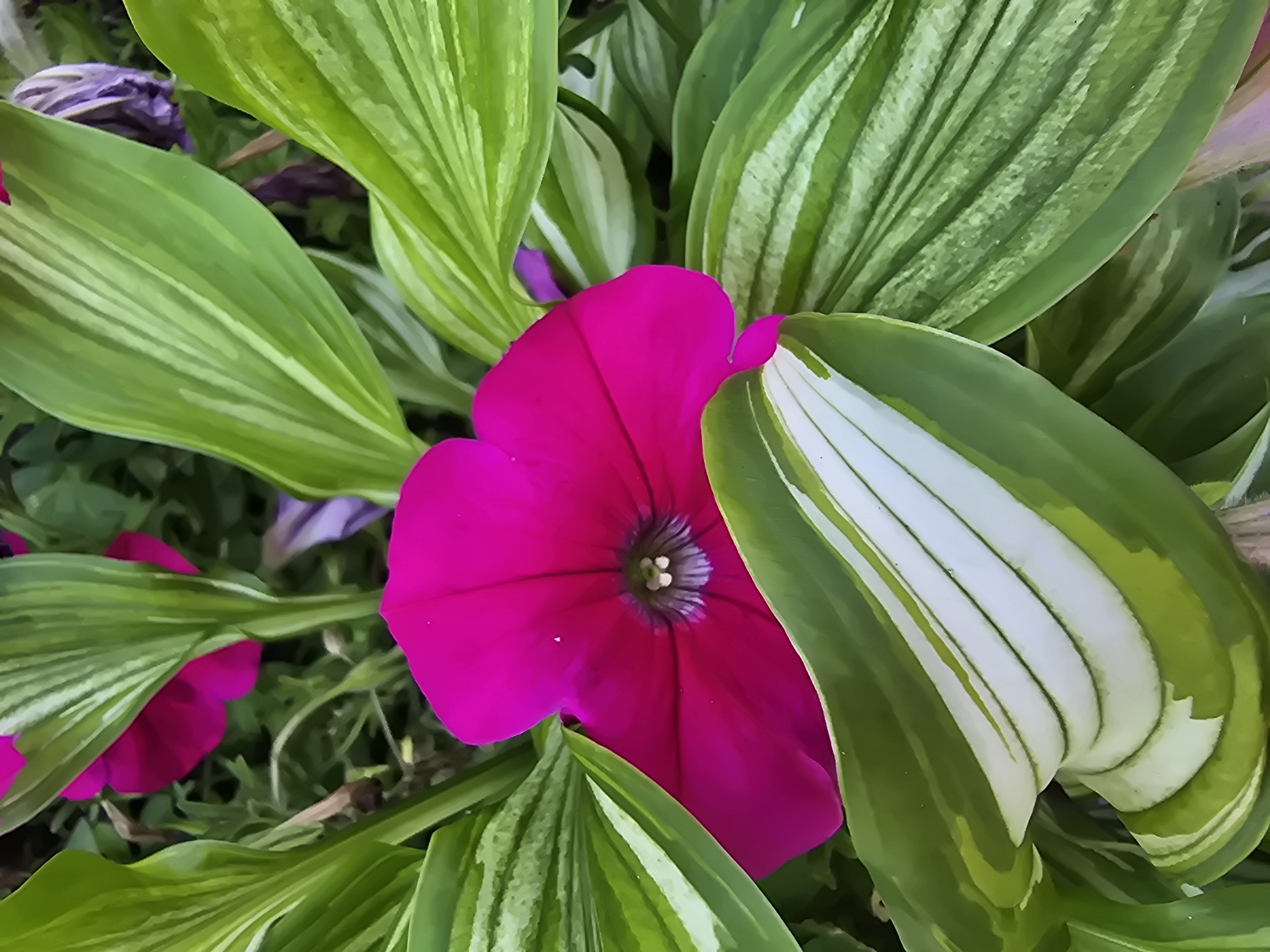 This is a close-up, eye-level, still photograph of a vibrant magenta petunia flower with dark veins, nestled amongst variegated green and white hosta leaves. The lighting is soft, with no discernible shadows, suggesting an overcast day or a shaded location. The background is softly blurred, with hints of other flowers and foliage, indicating a garden or outdoor setting. The image does not contain any people, specific landmarks, or identifiable objects that would allow for precise localization within Vyshneve, Ukraine. The composition focuses on the textures and colors of the plant life.