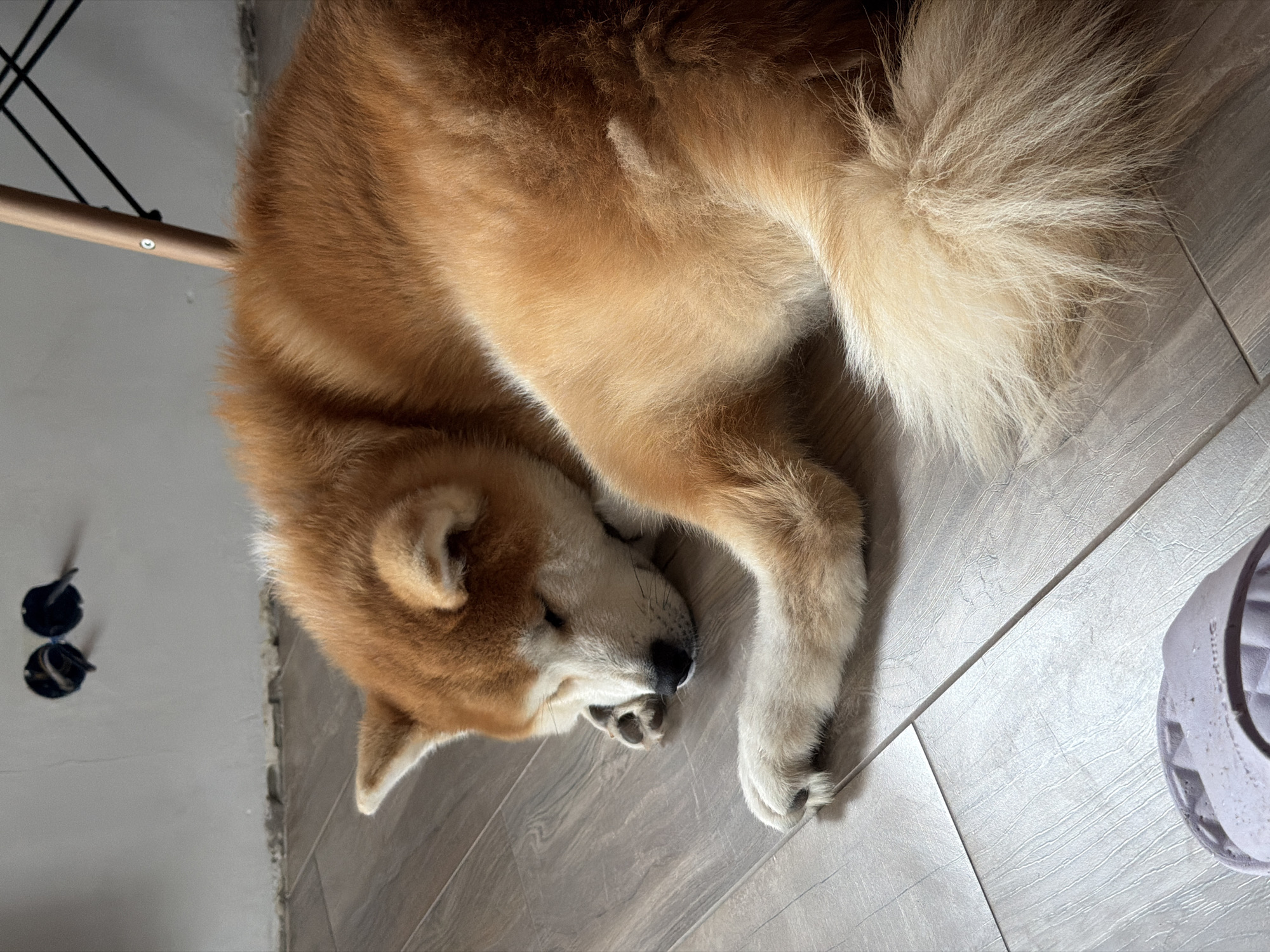 An Akita Inu dog sleeps on a wooden floor in what appears to be an unfinished room. The dog is curled up with its head resting on its paws. The fur is a mix of golden brown and white. In the background, a wall with exposed electrical outlets and wiring is visible. A portion of a chair with a wooden frame and black metal legs is also in the frame. A light-colored slipper rests on the floor in the foreground. The image depicts a domestic setting in Chaikovsky, Russia.