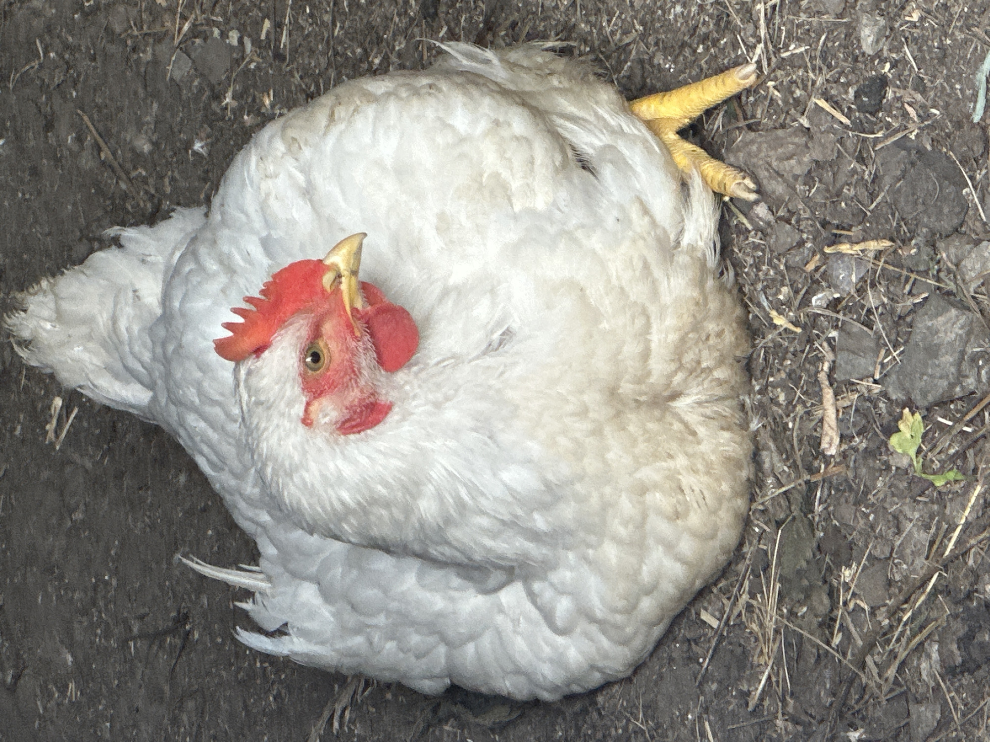 A white hen is lying on the ground, its legs are sticking out from the side. The ground is dark and covered with small bits of straw and leaves.