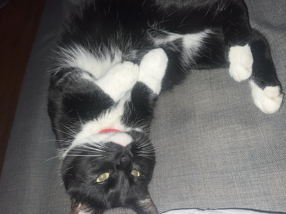 A tuxedo cat, predominantly black with white fur on its chest, chin, muzzle, four paws, and scattered on its belly, is observed lying on its left side. The cat possesses greenish-yellow eyes, a pink nose, and prominent white whiskers, and is wearing a thin red collar. It rests with its head slightly tilted towards the viewer and its front paws crossed. The animal is situated on a grey, woven fabric surface, likely a sofa or cushion, with a dark, indistinct background above and to the right. The location is Unknown, Unknown.