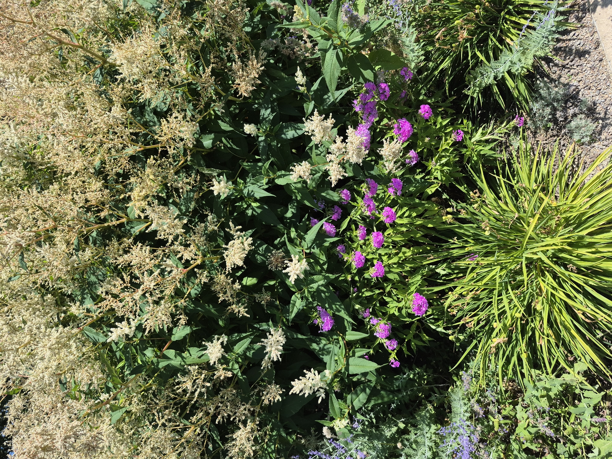 The image displays a lush garden bed filled with a variety of flowering plants, primarily featuring tall, creamy white inflorescences cascading down from the top. Below these, clusters of small, vibrant pink flowers are visible, interspersed with dark green foliage. To the left, a section of soft purple flowers and silvery-grey foliage adds a contrasting texture and color. The foreground is dominated by a clump of bright green, grass-like plants with long, slender leaves. The garden bed is mulched with small, light-colored stones and appears to be situated outdoors, bathed in natural sunlight. There are no people or animals present in the image. The scene is consistent with a well-maintained garden, possibly in a public space within Koblenz, Germany, given the prompt's context.
