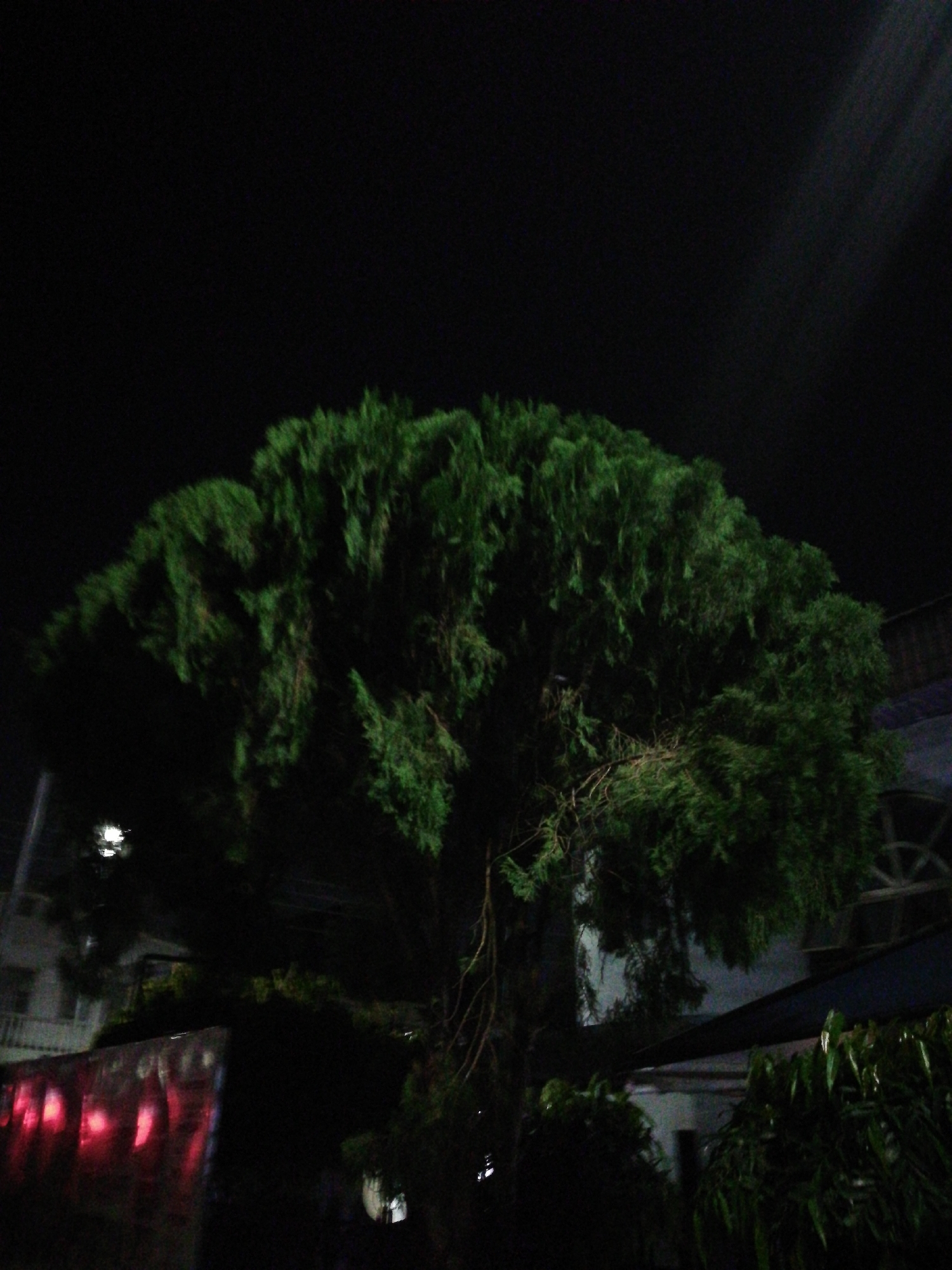 A dark, outdoor scene features a large, green tree with dense foliage as the central subject. The background is predominantly black, suggesting nighttime. In the lower part of the image, indistinct structures are visible, including what appears to be a building with windows and a fence or wall-like object with red, possibly reflective, elements. The environment contains other vegetation, including some slender, leafy plants, to the right of the tree. The scene has poor illumination. The location is unknown; nothing in the image indicates the city of Lagos, Nigeria. No people are present in the image.