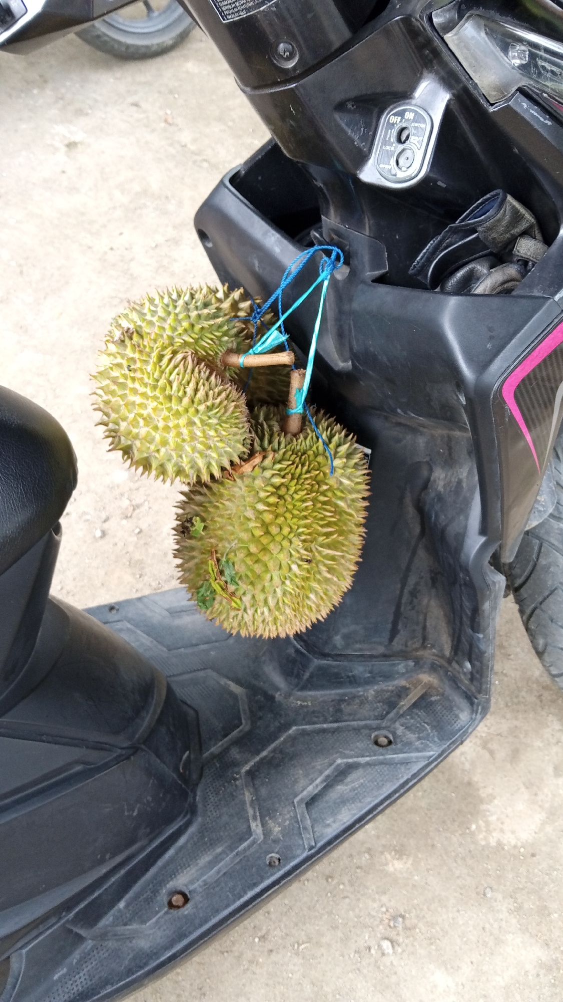 Three durians are hanging from a blue string tied to a bamboo stick, suspended from the black plastic body of a motorcycle in Kilometer Delapan, Indonesia. The durians are spiky and green, with some brown on their stems. The motorcycle has a black seat visible on the left and a black plastic panel with a pink stripe on the right. The ground beneath the motorcycle is a light-colored, sandy or gravelly surface. The scene appears to be outdoors, with natural light.