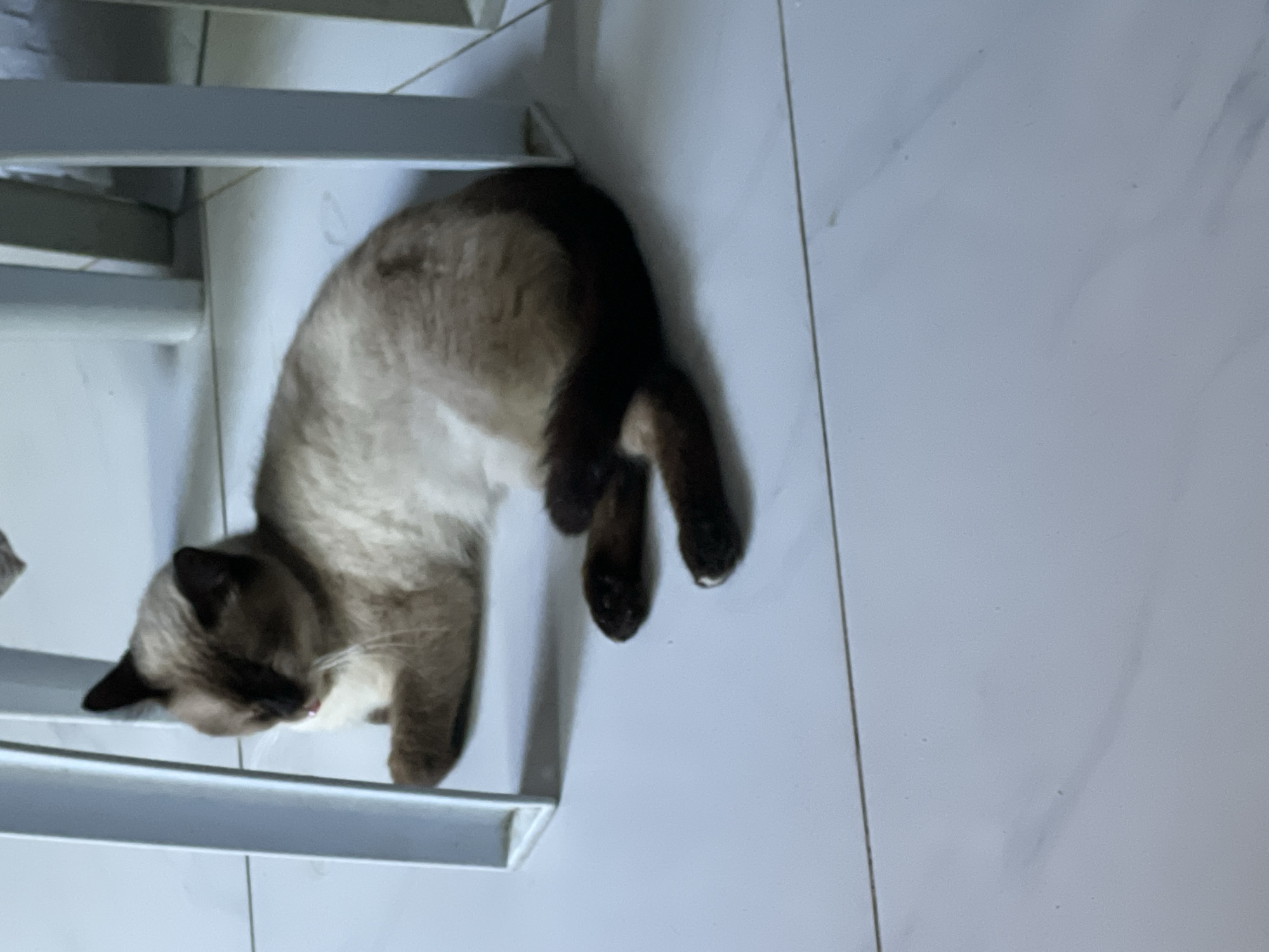 A light brown cat with dark brown markings is lying on a white tiled floor. The cat is positioned under a white plastic chair, with its body curled to the left. The cat's head is turned slightly, and its tongue is visible. The floor tiles have visible grout lines. The background shows the legs of the white chair. The image was captured in Davao City, Philippines.