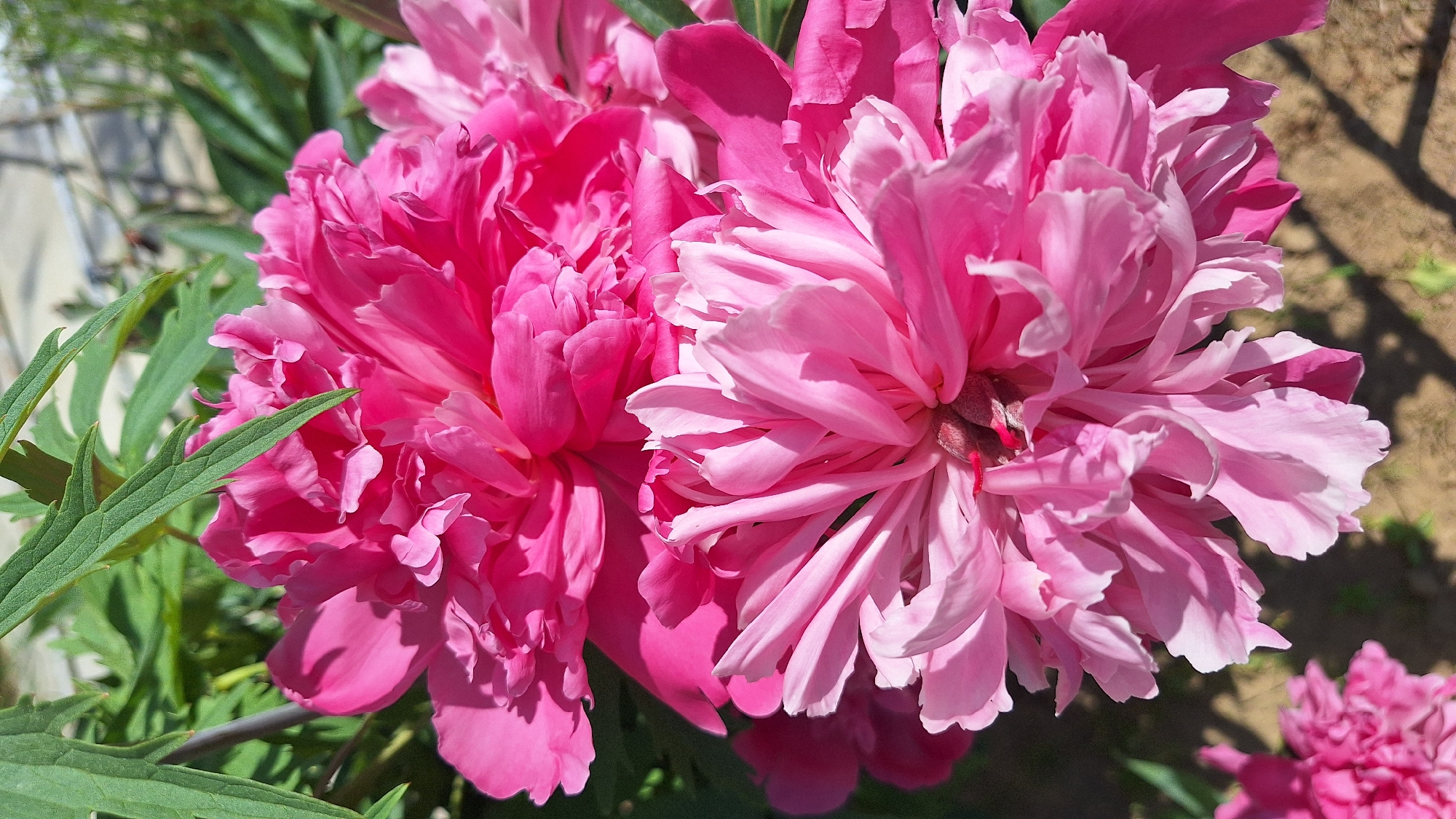 A close-up, vertical, medium shot captures two vibrant pink peony blooms with ruffled petals. The upper bloom is a deeper, more saturated pink, while the lower bloom is a lighter, softer pink with delicate white edges on some petals. Lush green foliage frames the flowers, and a hint of brown soil is visible in the background, suggesting an outdoor setting, likely a garden. The image composition emphasizes the texture and color of the peonies, with the sunlight casting soft shadows across the petals. No people or specific city landmarks are visible, making it impossible to ascertain the location in Nogliki, Russia based solely on the visual information.