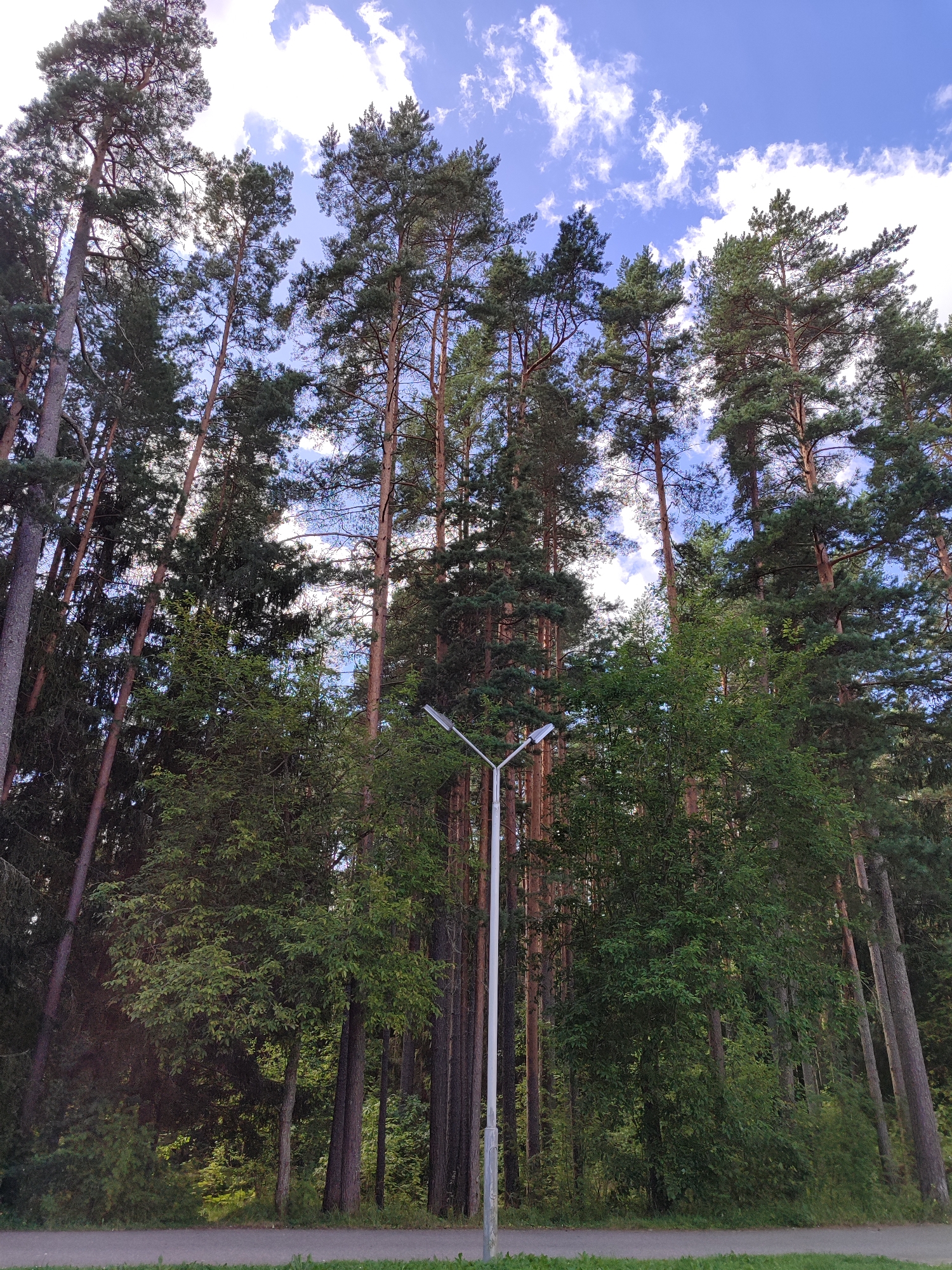 An eye-level, medium shot captures a dense forest scene dominated by tall pine trees that reach towards a blue sky dotted with white clouds. A single, white, modern lamppost stands prominently in the middle ground, its lights angled upwards. The foreground features a paved surface, likely a road or path, bordered by a strip of green grass. The overall impression is one of a natural, outdoor environment within an urban setting, possibly a park or wooded area bordering a city.