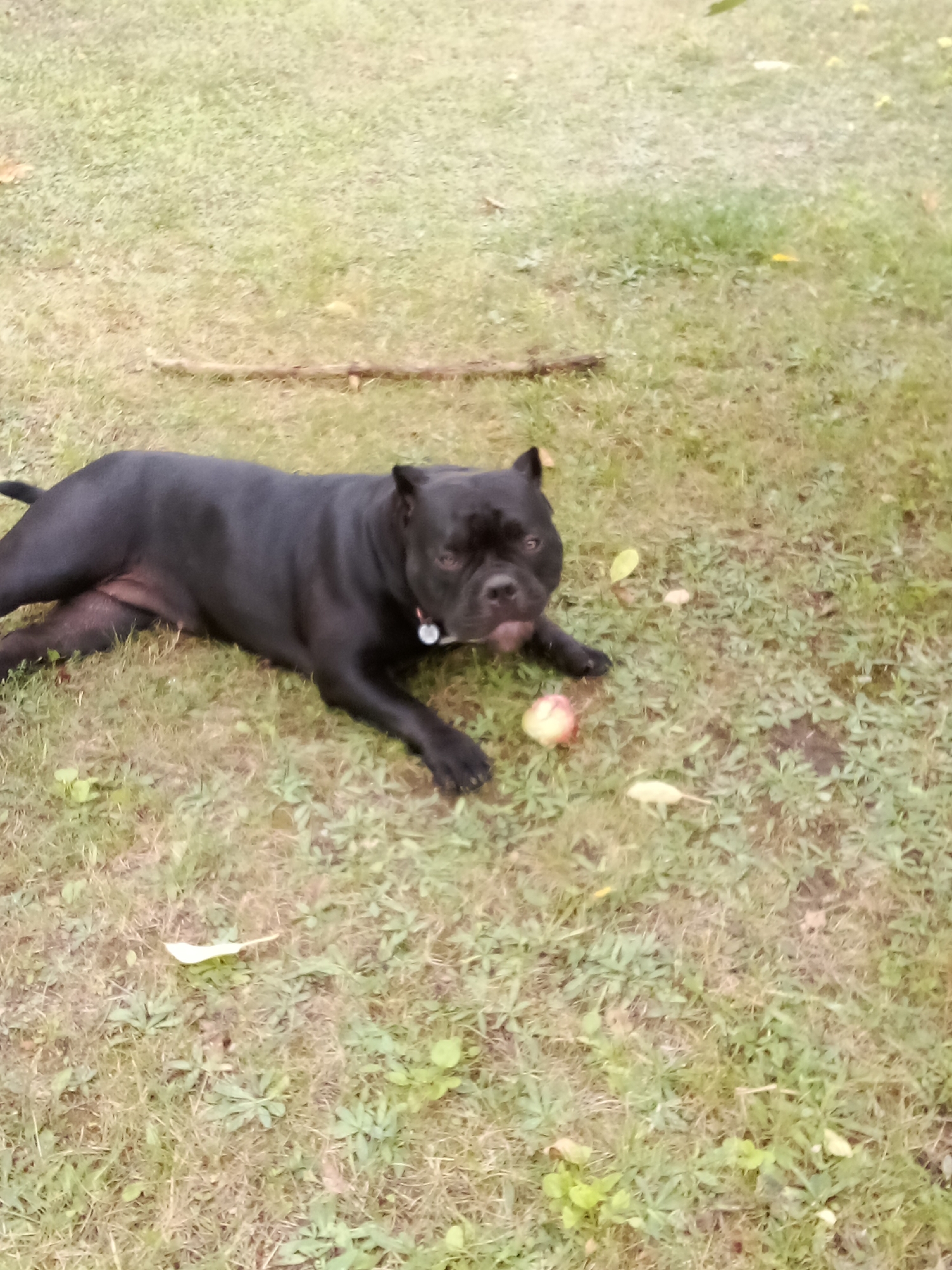 A black dog lies on a grassy lawn in an outdoor setting. The dog is on its side with its legs extended. It is wearing a collar with a tag. A small, red apple is visible on the ground near the dog's front paws. There are scattered leaves and small plants in the grass. The background consists of more grass and some out-of-focus foliage, suggesting a natural or park-like environment. The image quality is slightly blurry, making precise details difficult to discern.
