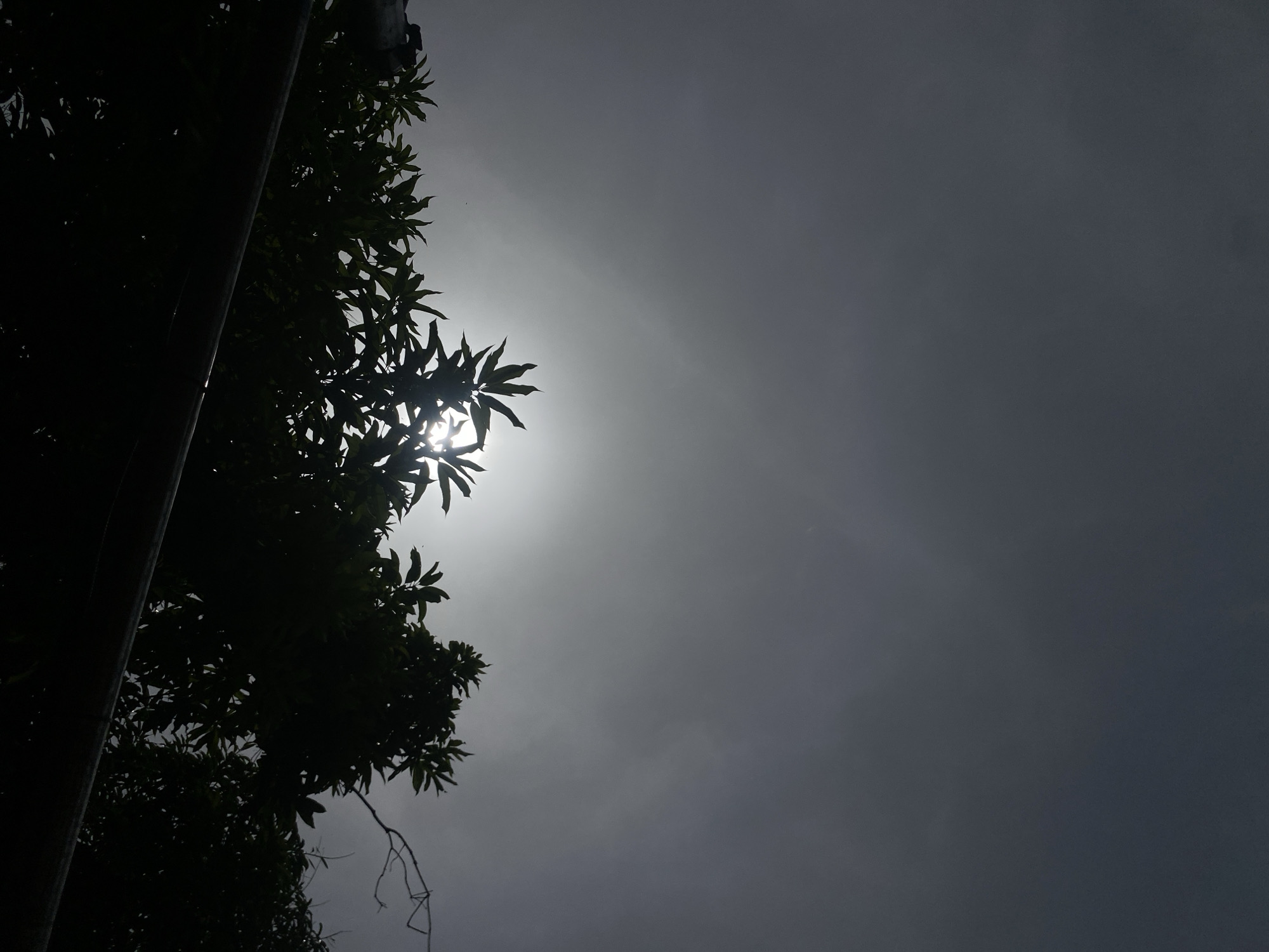 The image displays an outdoor scene, captured from a low angle looking upwards towards the sky. A tall, dark vertical object, resembling a utility pole or a substantial tree trunk, occupies the left side of the frame, extending from bottom to top as a stark silhouette. To its right, a dense canopy of tree leaves and branches forms a prominent dark silhouette, largely obscuring the background. Through a central gap in this foliage, an intense, brilliant light source—likely the sun—shines brightly, creating a powerful lens flare and radiating light rays.
The sky appears overcast or hazy, ranging from a luminous grey immediately surrounding the bright light to a darker, more muted grey towards the upper right and lower right corners. This strong backlighting casts the foreground elements, including the pole and tree, into deep shadow, emphasizing their silhouettes and creating high contrast. The scene depicts daytime, likely midday, with the sun partially veiled by clouds or atmospheric conditions. No people are visible, and no specific activity is taking place. There is no discernible text within the image. This natural setting is located in Barden Yana, Nigeria, showcasing a moment of striking light and shadow interplay.