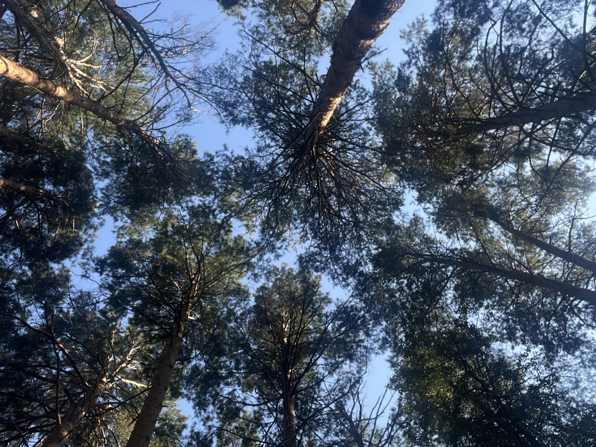 The image captures a low-angle view looking up through a canopy of tall pine trees against a clear blue sky. The sun is casting light through the branches, highlighting some of the needles and creating dappled shadows. The scene appears to be an outdoor natural environment, likely a forest or park, and is consistent with the landscape found in and around Chaikovsky, Russia, a city known for its surrounding natural beauty and pine forests. No people or specific man-made objects are visible, focusing solely on the natural elements of the trees and sky.
