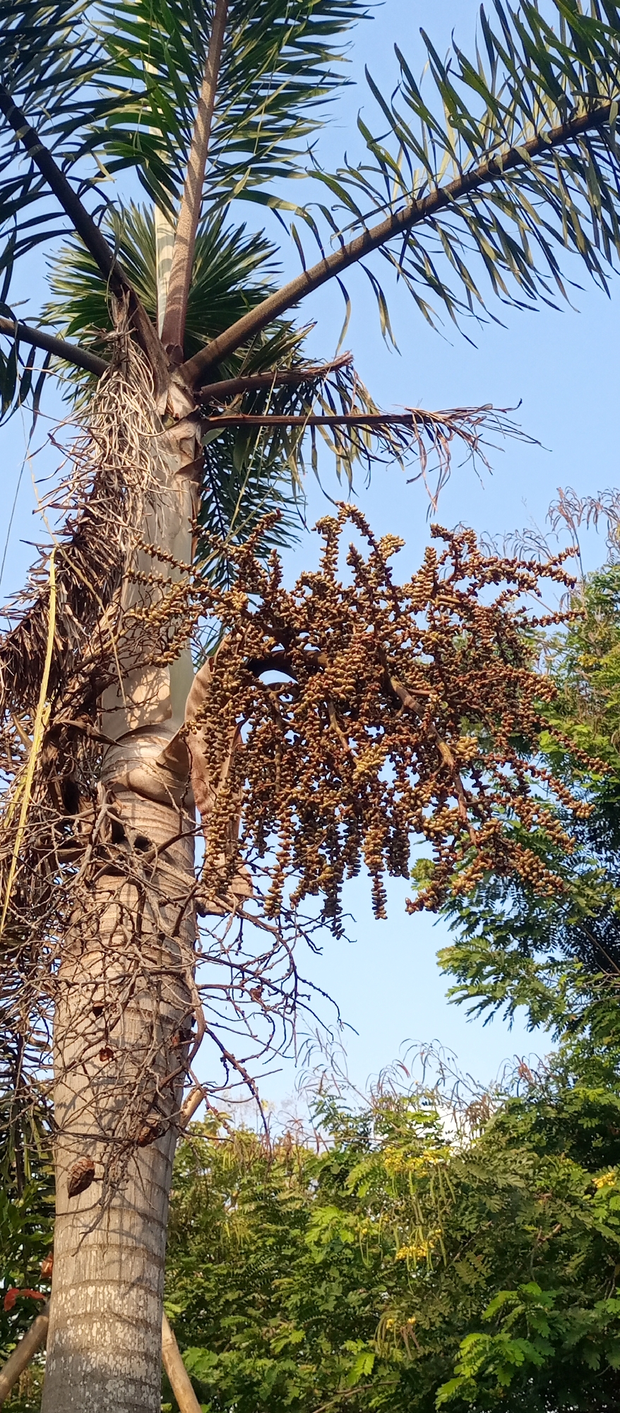 The image shows a close-up view of a cluster of fruits hanging from a palm tree, with the sky as the background. The fruits are small, round, and brown, growing in dense bunches on thin stems. The palm tree has a rough, textured trunk with visible fibers and rings. Its fronds are visible at the top of the frame, with long, slender leaves extending outwards. In the background, there are other trees with green foliage, suggesting an outdoor environment. The lighting indicates it is daytime, possibly late afternoon, with the sun casting shadows on the tree trunk. There are no people or animals visible in the image. The overall scene is natural and shows a part of a tropical landscape. The location is identified as Kedewan, Indonesia.