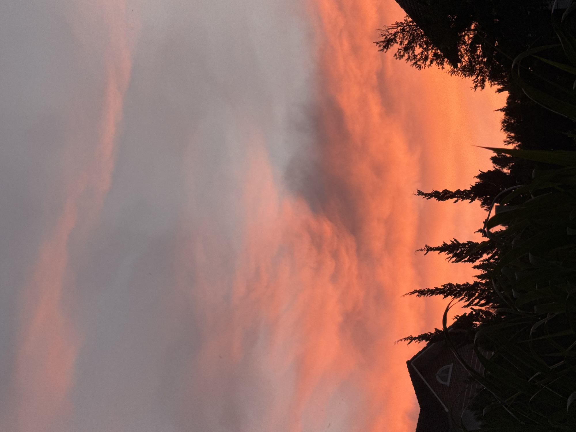 The image captures a vibrant sunset over Lâm Viên - Đà Lạt, Vietnam. Silhouetted against the fiery orange and pink hues of the sky are several evergreen trees with pointed tops and a portion of a house with a distinctive arched window. The foreground is dominated by the dark silhouettes of large leaves and foliage, obscuring the ground and any potential human activity. The sky is filled with dramatic clouds, painted with gradients of orange, pink, and gray, indicating the sun has recently set or is about to set. The overall impression is one of natural beauty and tranquility, with the man-made structures blending into the atmospheric landscape.