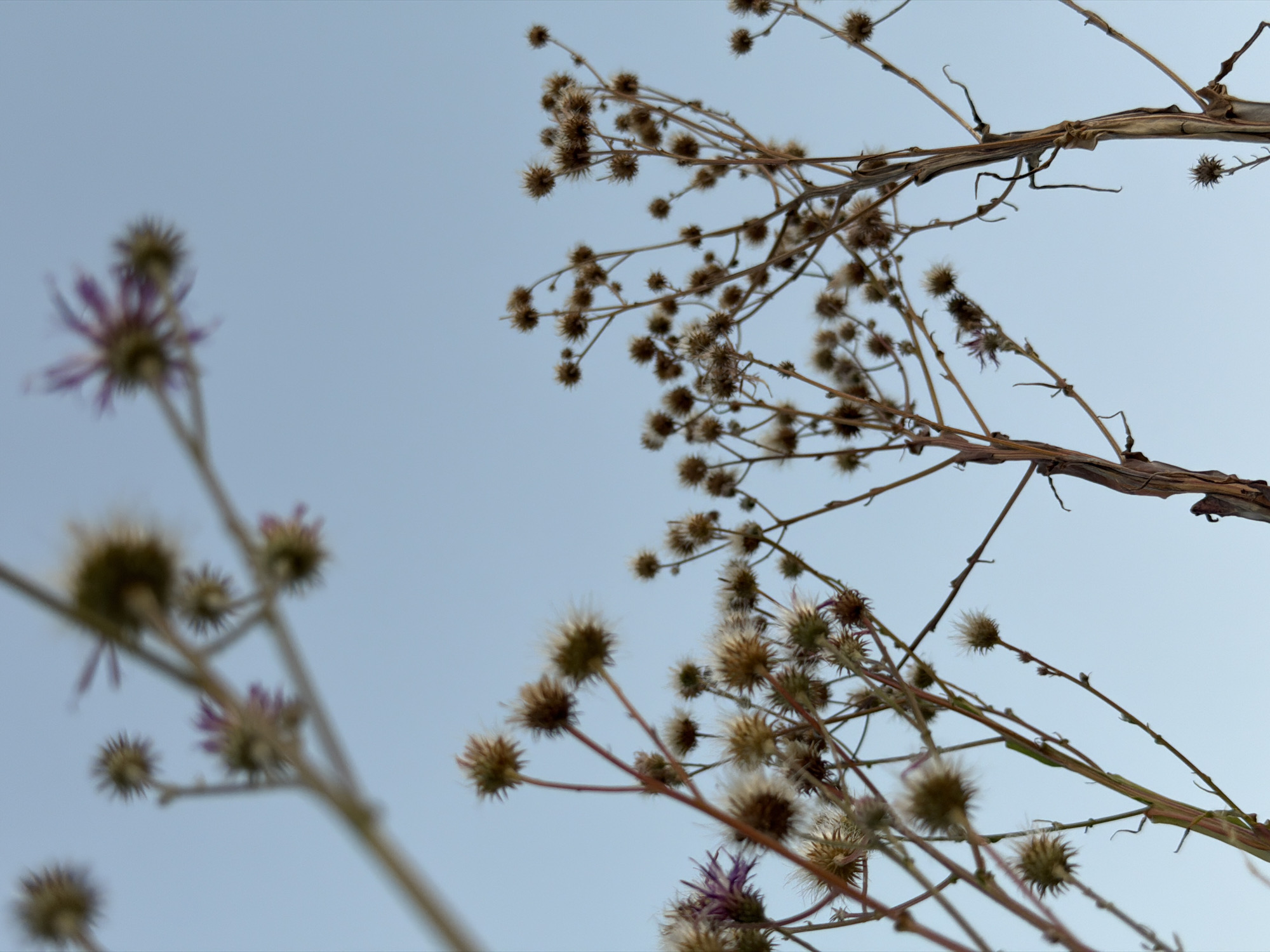 The image shows a close-up, low-angle view of dried thistles against a clear, light blue sky. The thistles are tall and spindly, with spiky seed heads that are mostly brown and white, though some show faint hints of purple. They are silhouetted against the sky, with some in focus and others blurred due to the shallow depth of field. The stems are thin and brown, with some dried leaves attached. The overall impression is one of natural beauty in an outdoor setting, with no people or urban elements visible. The location in Kamyshin, Russia, is not discernible from the visual information in the image.