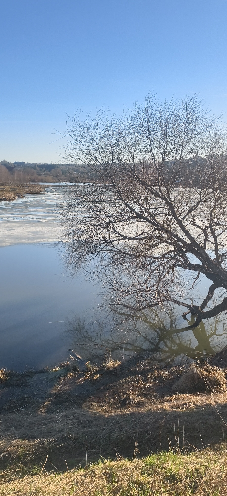 This vertical landscape photograph depicts a tranquil, cold-season scene along a wide river or lake in Фоки, Russia. The dominant subject is a large, bare deciduous tree with a dense network of leafless branches extending from the right side of the frame and arching over the water. Its intricate form is mirrored clearly in the calm, reflective surface of the water beneath it.
The foreground shows a dry, grassy bank with patches of earth, leading down to the water's edge. Some sparse, greener grass is visible at the very bottom of the frame. The body of water itself features large sections of broken ice floes and sheets, particularly in the middle distance towards the left, indicating freezing temperatures. Closer to the viewer and near the tree's reflection, the water is open and still. In the far distance along the left bank, a small, dark pier or dock can be seen.
Beyond the water, the horizon reveals low, rolling land covered with bare trees and distant, subtle indications of human habitation. The sky above is a clear, vibrant blue, suggesting a bright and sunny day. The strong sunlight creates clear shadows from the tree branches and on the bank. The scene conveys a sense of peacefulness and the stark beauty of winter or early spring. No visible text is present in the image.