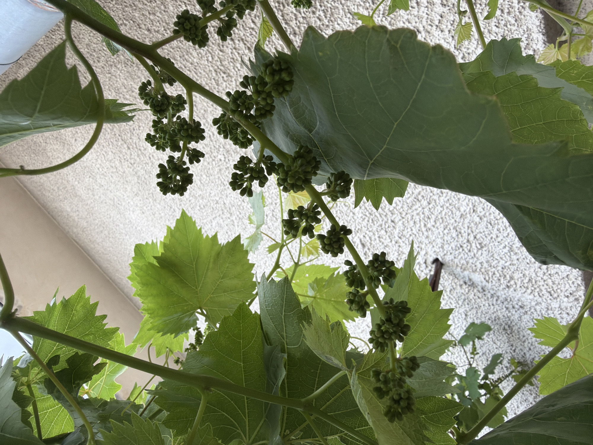 A low-angle shot of a grape vine with young, developing grapes. The leaves are green and lobed, characteristic of grape vines. The background is a textured, light-colored wall. It is not possible to confirm the location in the city of Karnobat, Bulgaria from this image alone.