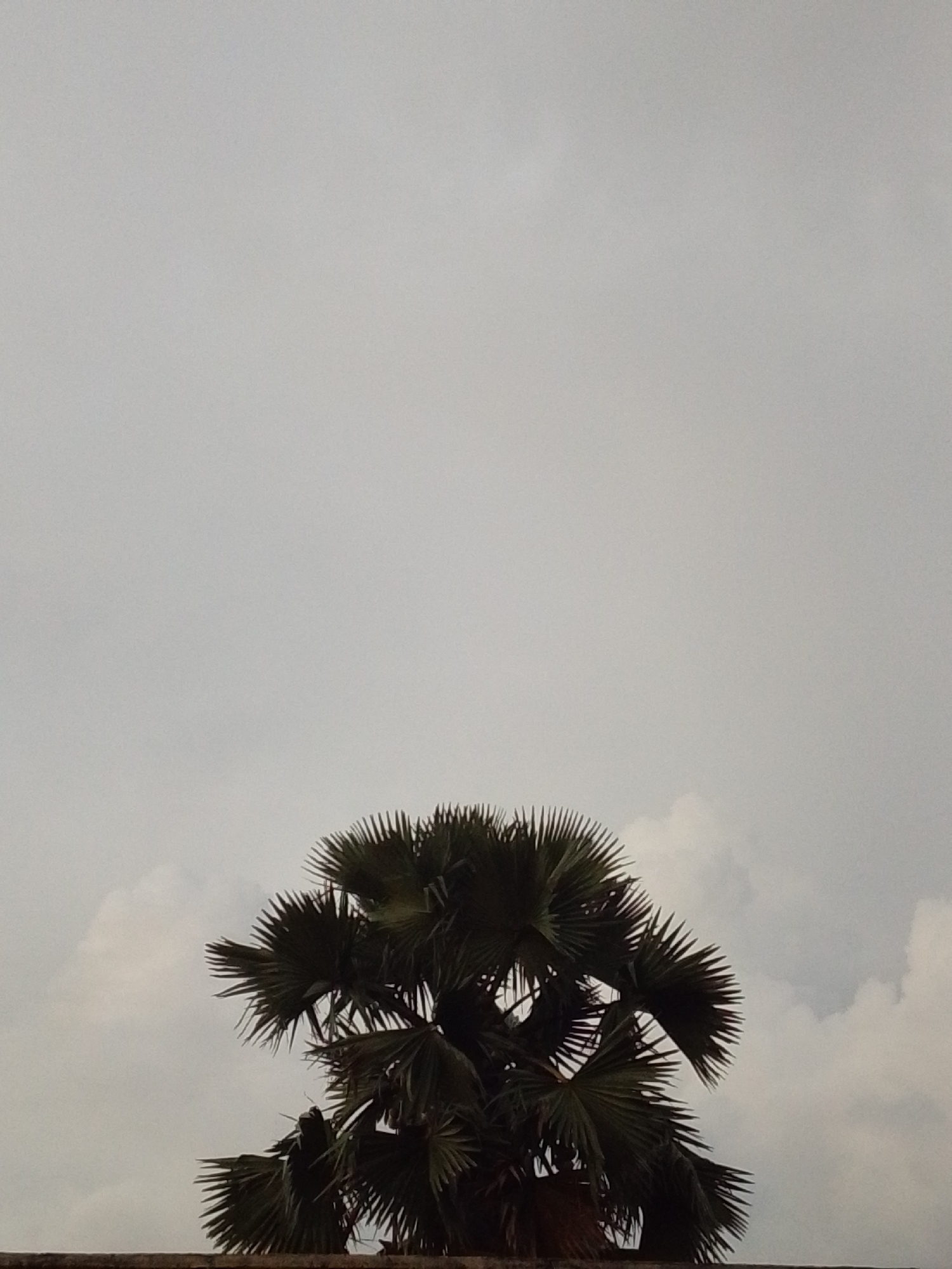 An outdoor, medium shot captures the top portion of a palm tree against a cloudy sky. The palm tree's fronds are dark green and fanned out. A low, horizontal structure, possibly a wall, runs along the bottom of the frame. The sky is overcast with grey clouds. The image has a muted color palette. The scene appears to be located in Serti, Nigeria.