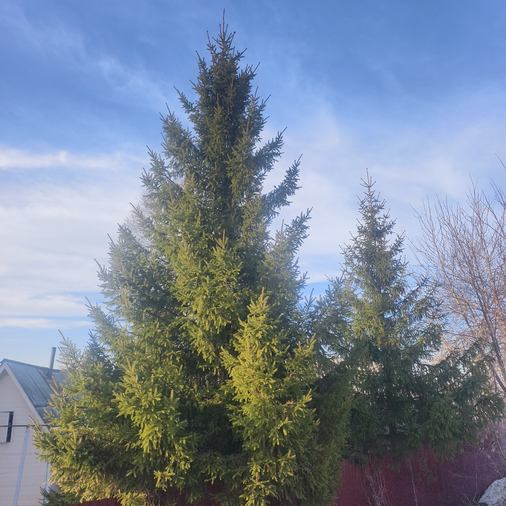 The image depicts two green fir trees in front of a sky with light clouds. To the left of the trees is a white building with a gray roof. Behind the trees, a red fence is visible, and further to the right are bare branches of another tree. The location appears to be Фоки, Russia, based on the provided context.