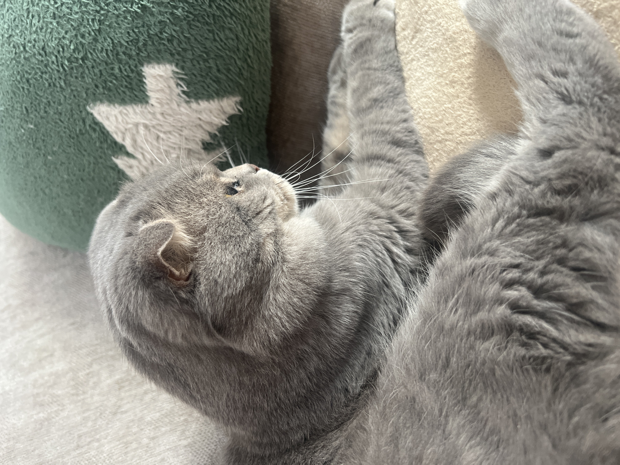 A grey Scottish Fold cat is lying on a sofa next to a green pillow with a star pattern. The cat is in profile, looking to the right. Its fur is thick and soft, and its ears are folded down. The sofa is upholstered in a light-colored fabric. The pillow is a vibrant green and has a white star in the center. The background is blurred, but it appears to be a room with natural light. The image is a close-up shot, focusing on the cat and the pillow. There is no information about the location being in Votkinsk, Russia.