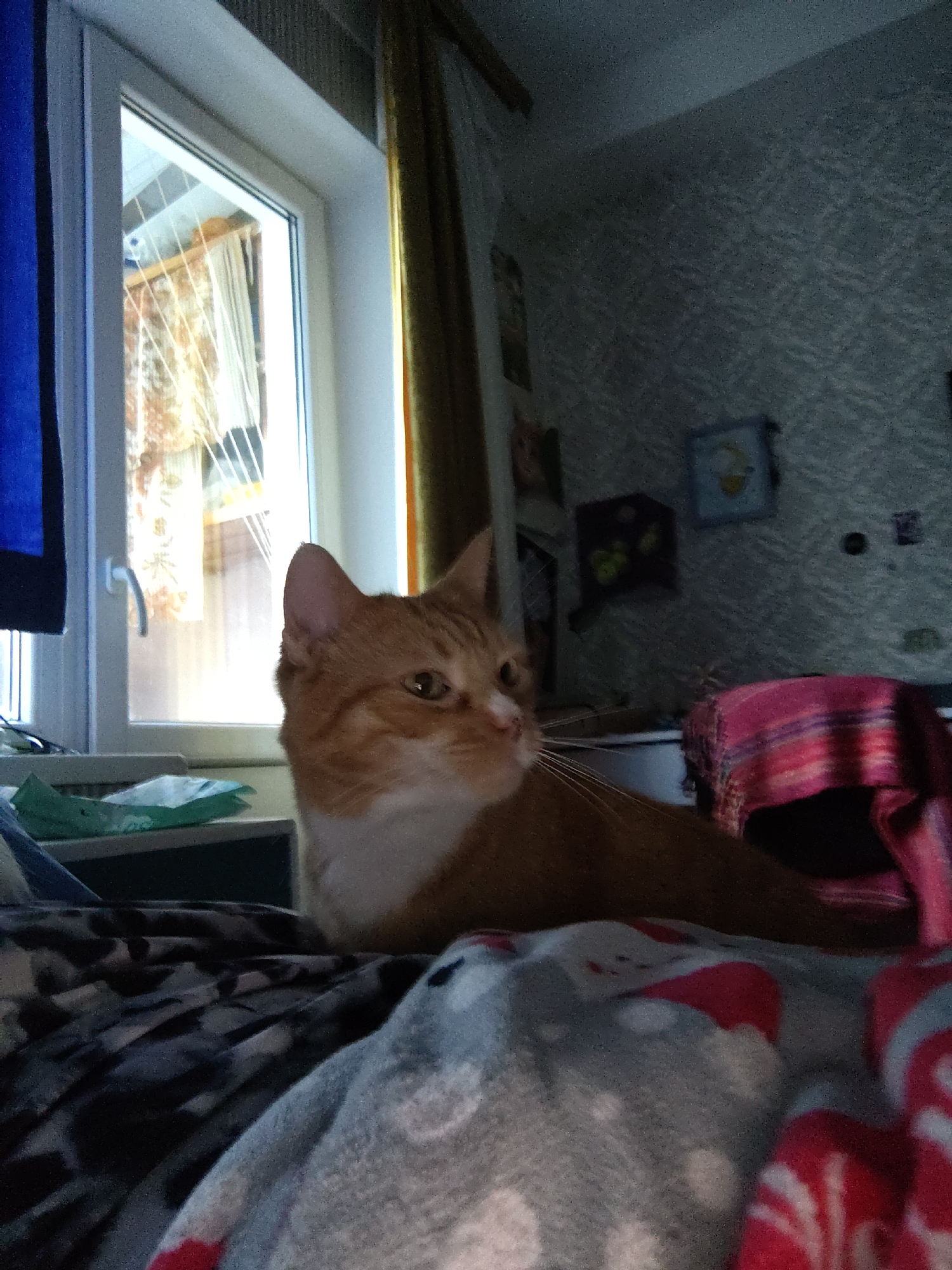 An orange and white tabby cat is lying on a patterned blanket in front of a window. The cat is facing to the left and looking towards the viewer with its eyes partially closed. Sunlight is streaming through the window, illuminating the cat and the surrounding environment. The window shows a view of an outdoor area with some laundry hanging on a clothesline. The room appears to be a bedroom, with wallpaper on the walls and some framed pictures. A pink and purple striped blanket is draped over the back of a surface to the right of the cat. The overall impression is one of a relaxed domestic scene. The image does not provide any specific information that would allow for the determination of its location in Kyiv, Ukraine.