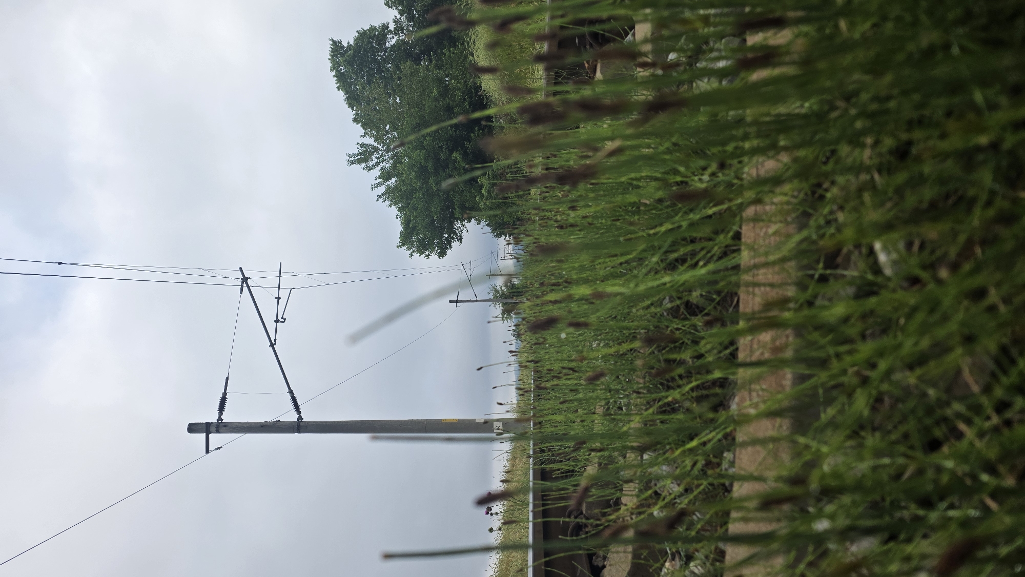 This image captures an outdoor landscape, appearing as if a portrait-mode photograph has been rotated 90 degrees counter-clockwise. The setting is a rural or semi-rural area in Blagoevgrad, Bulgaria, characterized by natural vegetation and utility infrastructure under an overcast sky.
The right side of the frame is dominated by a close-up of vibrant, green grass, featuring numerous small, dark brown seed heads or buds. The foreground grass is in sharp focus, gradually softening into a shallow depth of field further back. Beneath the dense greenery, hints of soil or a path are discernible.
Towards the center and left, a sturdy, grey utility pole stands vertically, extending across much of the frame. This pole supports several cross-arms and insulators, from which a complex network of black electrical or communication wires stretches horizontally against the sky. Additional poles are visible receding into the distance, maintaining the line of overhead wires. Below these poles and wires, a distinct, straight, light-colored pathway, possibly a railway track or a dirt road, runs parallel into the background.
The left side of the image is filled with a light grey, uniformly overcast sky, indicating a cloudy day without direct sunlight. A large, leafy green tree with dense foliage occupies the top-left corner, providing a natural backdrop, with other smaller trees and distant vegetation visible along the horizon.
There are no people or specific activities depicted in the static scene. The time of day appears to be daytime, marked by the soft, diffused light from the cloud cover. The image conveys a serene and natural environment, subtly integrated with human-made structures. No visible text is present.