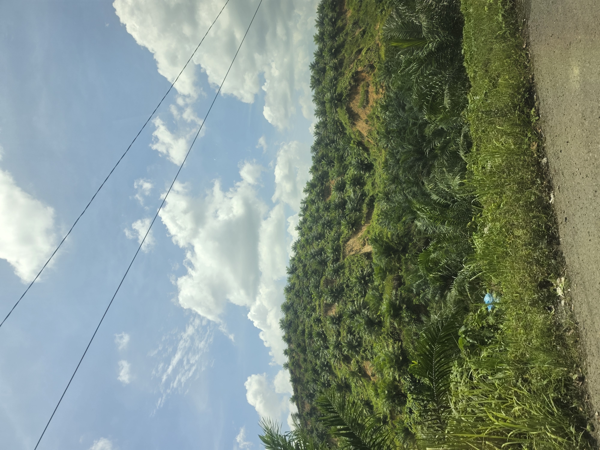 The image depicts a roadside scene in Seumadam, Indonesia. A hillside covered in dense, tropical vegetation dominates the view, including palm trees. A grey asphalt road runs along the right edge of the frame. Overgrown grass and foliage line the road. A single, light-blue plastic bag is visible amidst the roadside vegetation. Overhead, a bright blue sky is partially obscured by scattered white clouds. Power lines stretch across the upper-left portion of the image. The angle of the photograph indicates it was taken from a low vantage point, possibly from a vehicle.