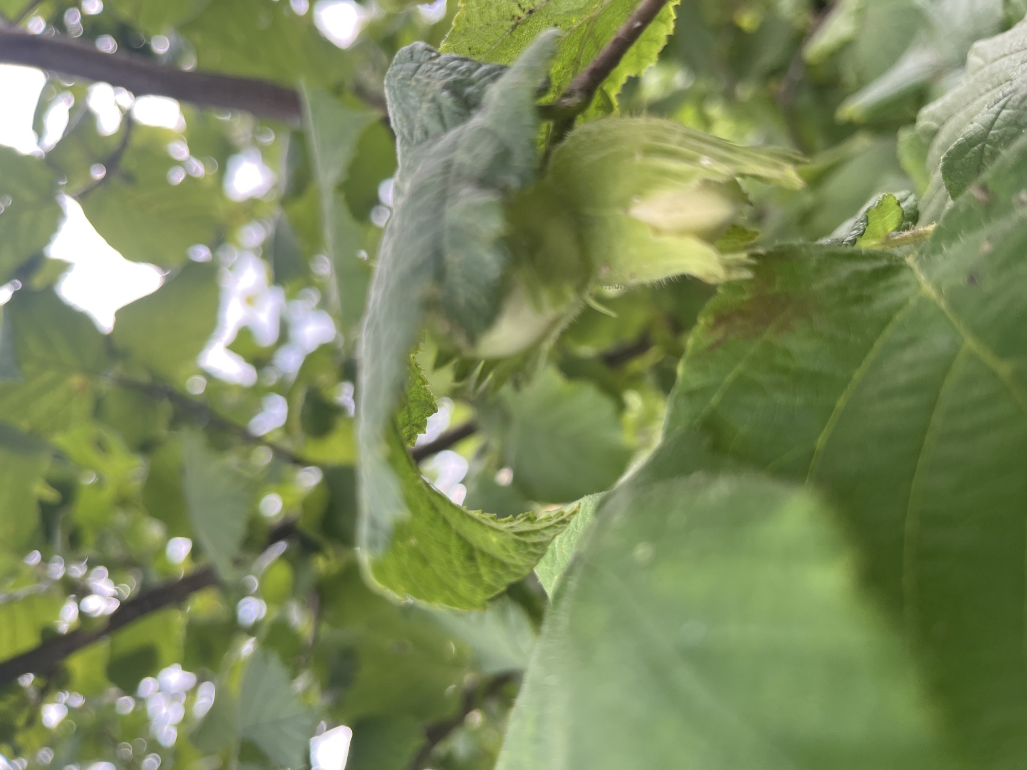 The image is a close-up, low-angle shot of a cluster of green leaves and a young hazelnut developing on a tree branch. The background is a blur of more green foliage and out-of-focus white and purple bokeh lights, suggesting dappled sunlight filtering through the canopy. The hazelnut is encased in a light green, fuzzy husk, with a white inner nut visible at the bottom. The leaves are a vibrant green, with visible veins and some appearing slightly serrated along the edges. The overall impression is one of natural growth and the early stages of fruit development. The image appears to be taken outdoors in a natural setting, possibly a garden or park, and there are no people or man-made objects visible. There is no information to link this image to the city of Vladimirovka, Russia.