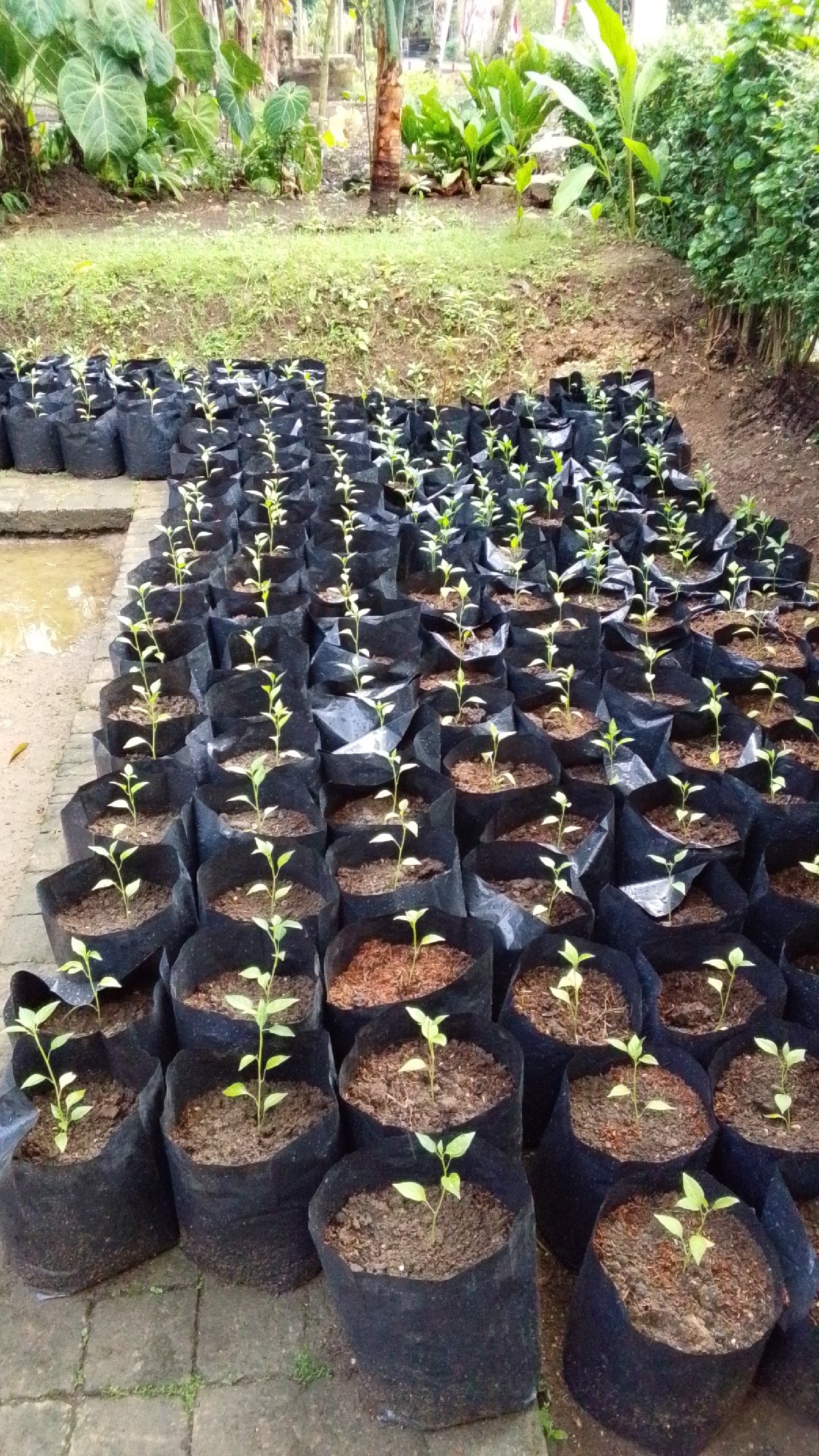 The image depicts a large outdoor nursery filled with numerous small plants in black grow bags. The plants, all of similar size and appearance with green stems and leaves, are arranged in neat rows. The grow bags are filled with soil, and some appear to have mulch on top.
The background reveals lush greenery with large tropical-looking leaves, suggesting a humid and possibly tropical environment. A dirt path and paving stones are visible in the foreground, indicating a cultivated area. The overall scene suggests a well-maintained nursery, likely for agricultural or horticultural purposes, possibly located in a region with a climate conducive to plant growth, such as Parakanmanggu, Indonesia. No people are visible in the image.