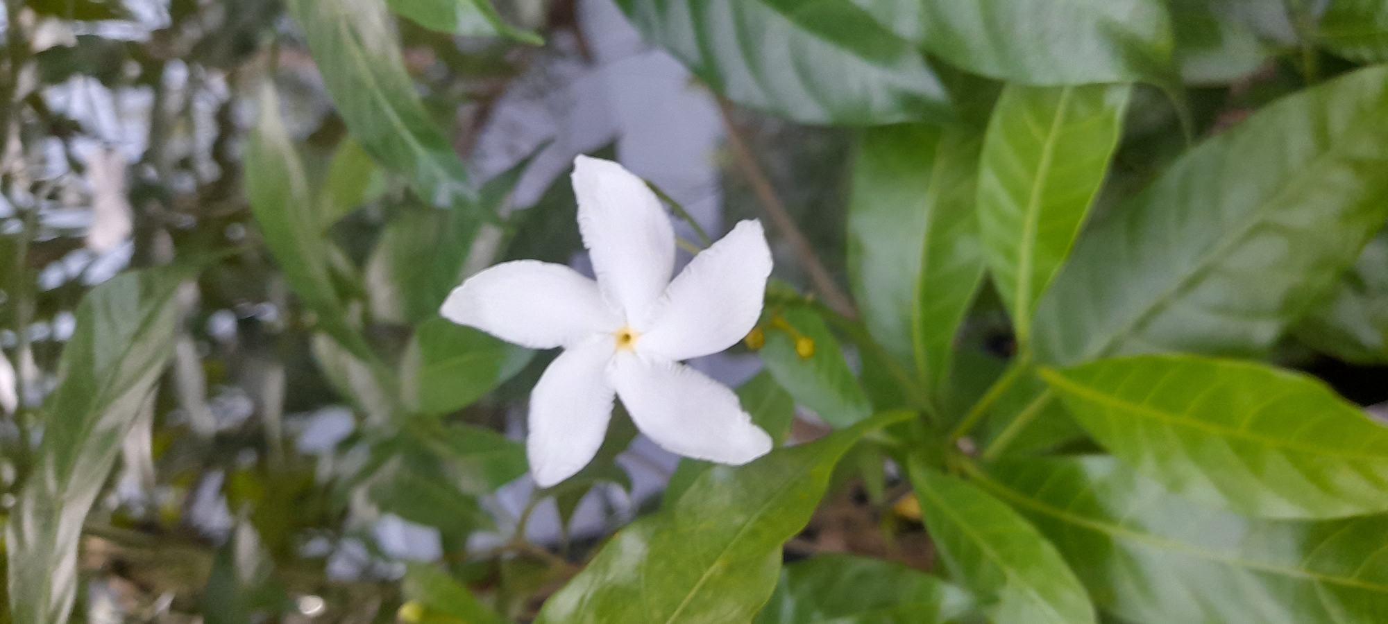 A white, five-petaled flower with a yellow center is in focus. The flower is surrounded by green leaves, which are more prominent on the right side of the image. The background shows some blurred, light-colored vegetation or possibly water. The location is identified as Buketteukuh, Indonesia.