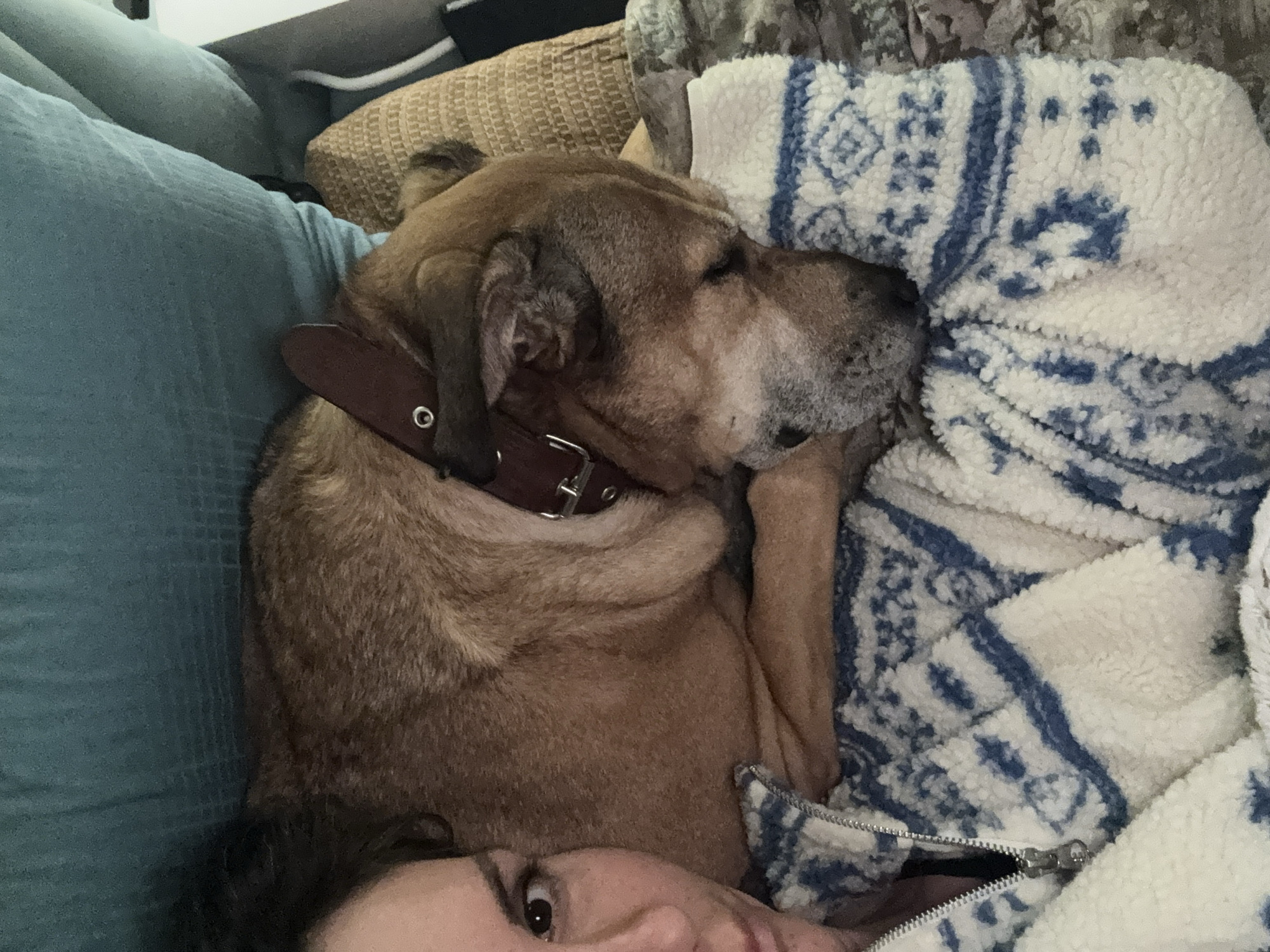A medium-sized, light brown dog wearing a brown leather collar is curled up and sleeping on a patterned blanket. The blanket is white with blue geometric designs and appears to be fleece or a similar soft material. The dog is positioned on what seems to be a blue sofa or cushion. Part of a person's face, including an eye, is visible in the lower portion of the image. The setting appears to be indoors on a couch, possibly in a private residence. There is no information in the image that indicates the location is in Byala Slatina, Bulgaria.