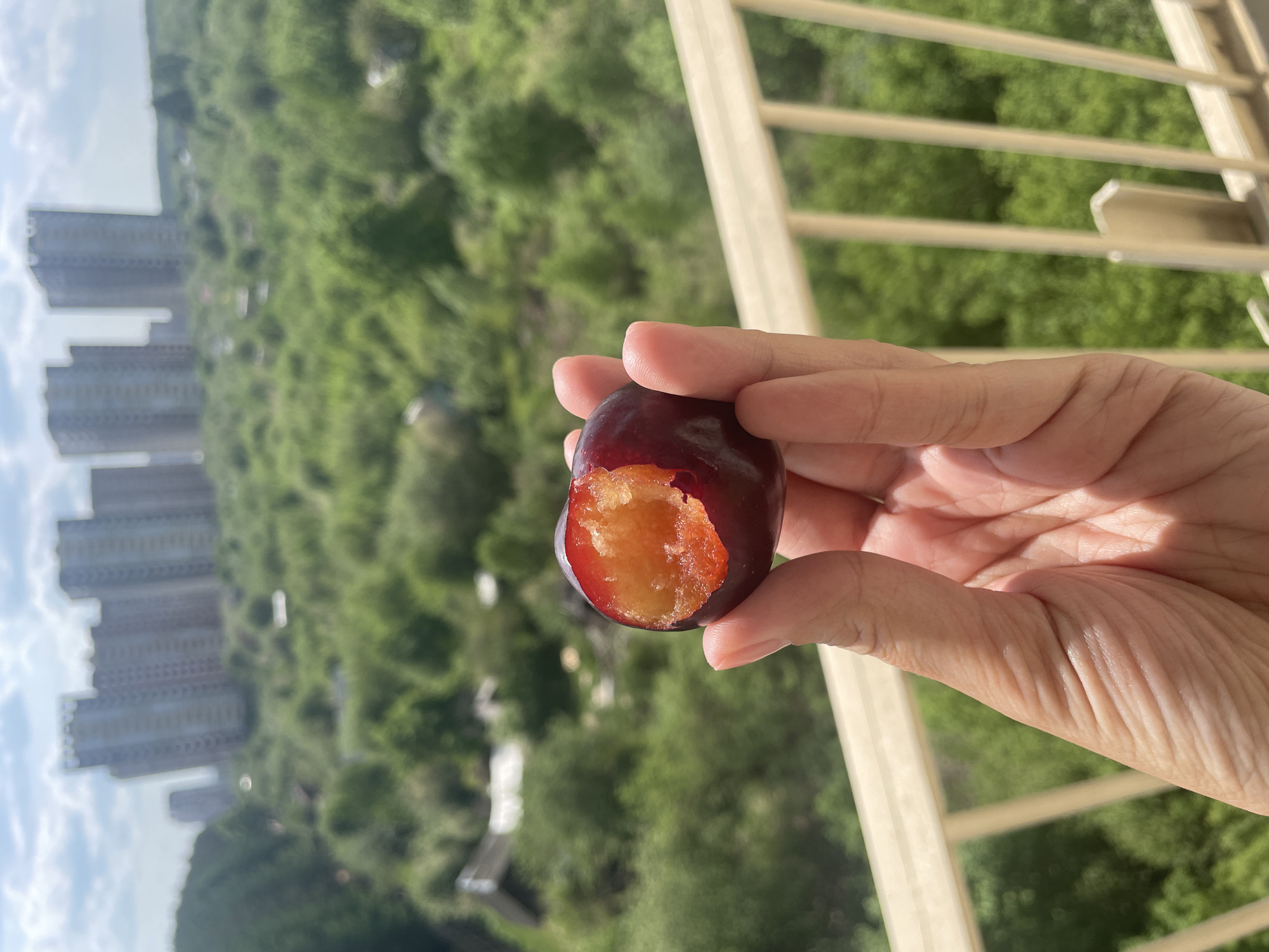 A person's hand holds a partially eaten, dark red plum with an exposed light orange interior. The background shows a cityscape with buildings and trees under a bright sky. A beige-colored railing is partially visible. There is no evidence in the image to confirm the location in Izhevsk, Russia.