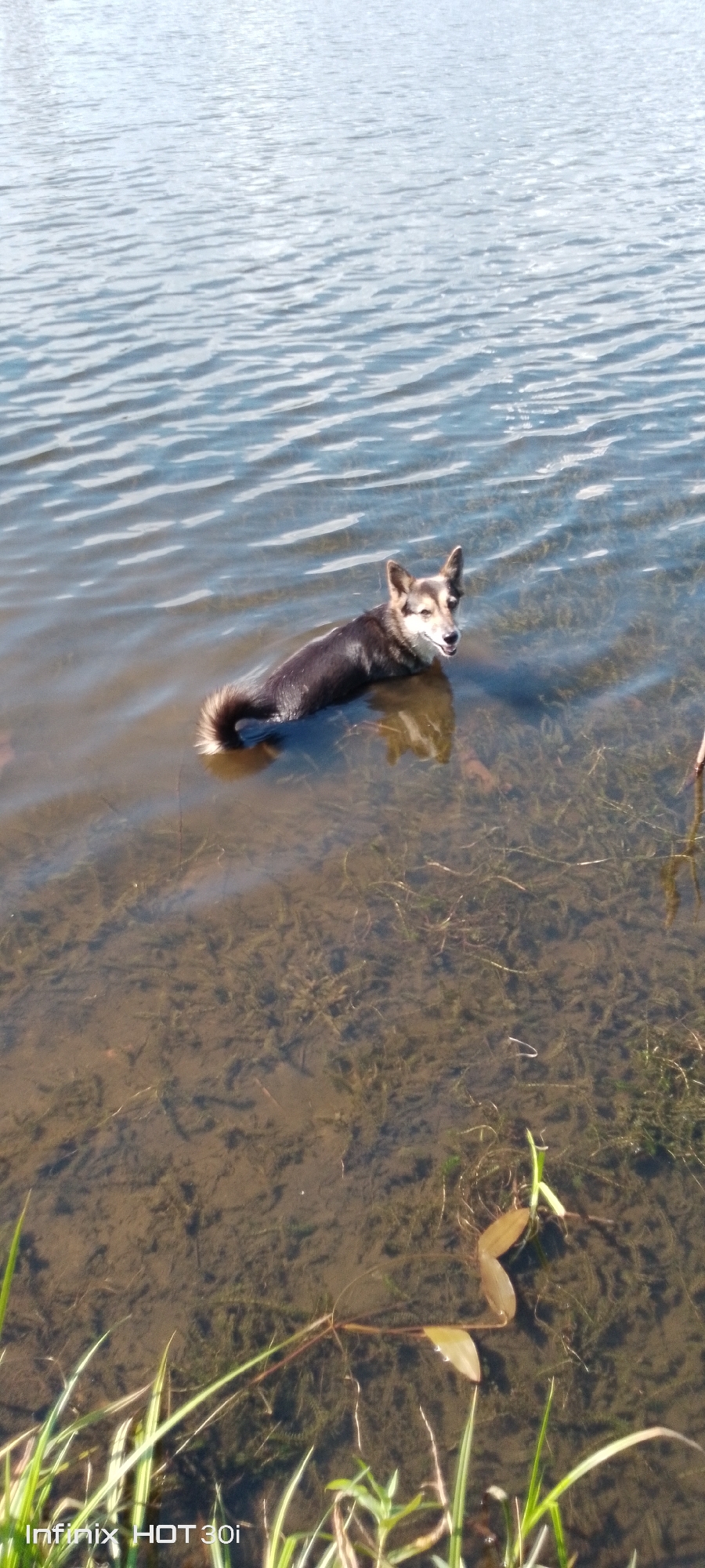 A small, brown and white dog is partially submerged in clear, shallow water. The dog is facing towards the camera and appears to be looking at the viewer. Its body is mostly in the water, with its hind legs and tail visible. The water is calm, with ripples reflecting the sunlight. The bottom of the body of water is visible, with aquatic plants growing. The scene appears to be a natural body of water, possibly a lake or river. The image has a timestamp in the bottom left corner that reads "Infinix HOT 30i".