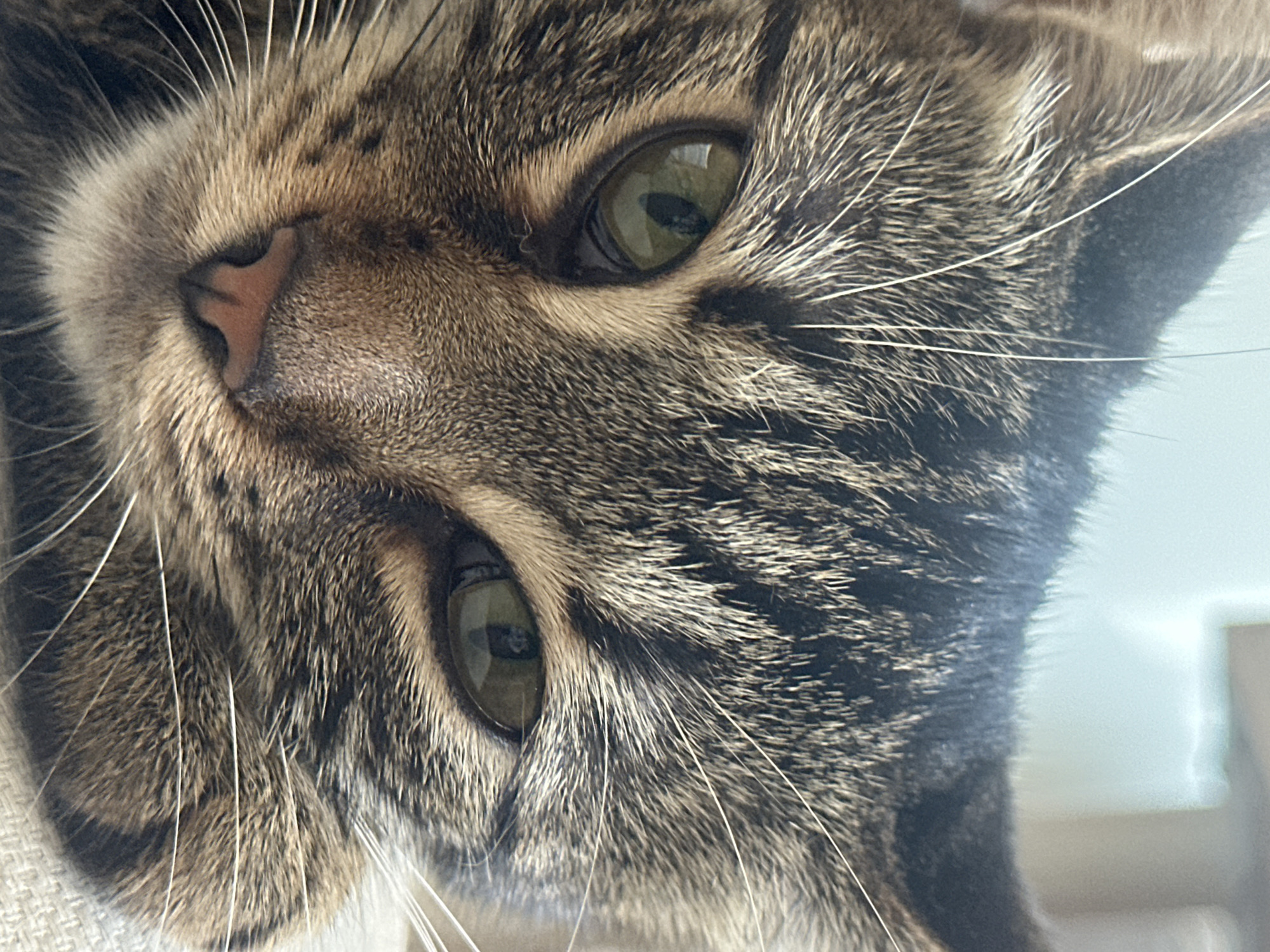 The image is a close-up, headshot of a tabby cat, its face filling the frame. The cat has green eyes and a pink nose. Its fur is a mix of brown, black, and tan stripes. The background is softly blurred, with hints of light and possibly furniture, suggesting an indoor setting. There is no information available in the image to determine its location in Sofia, Bulgaria.