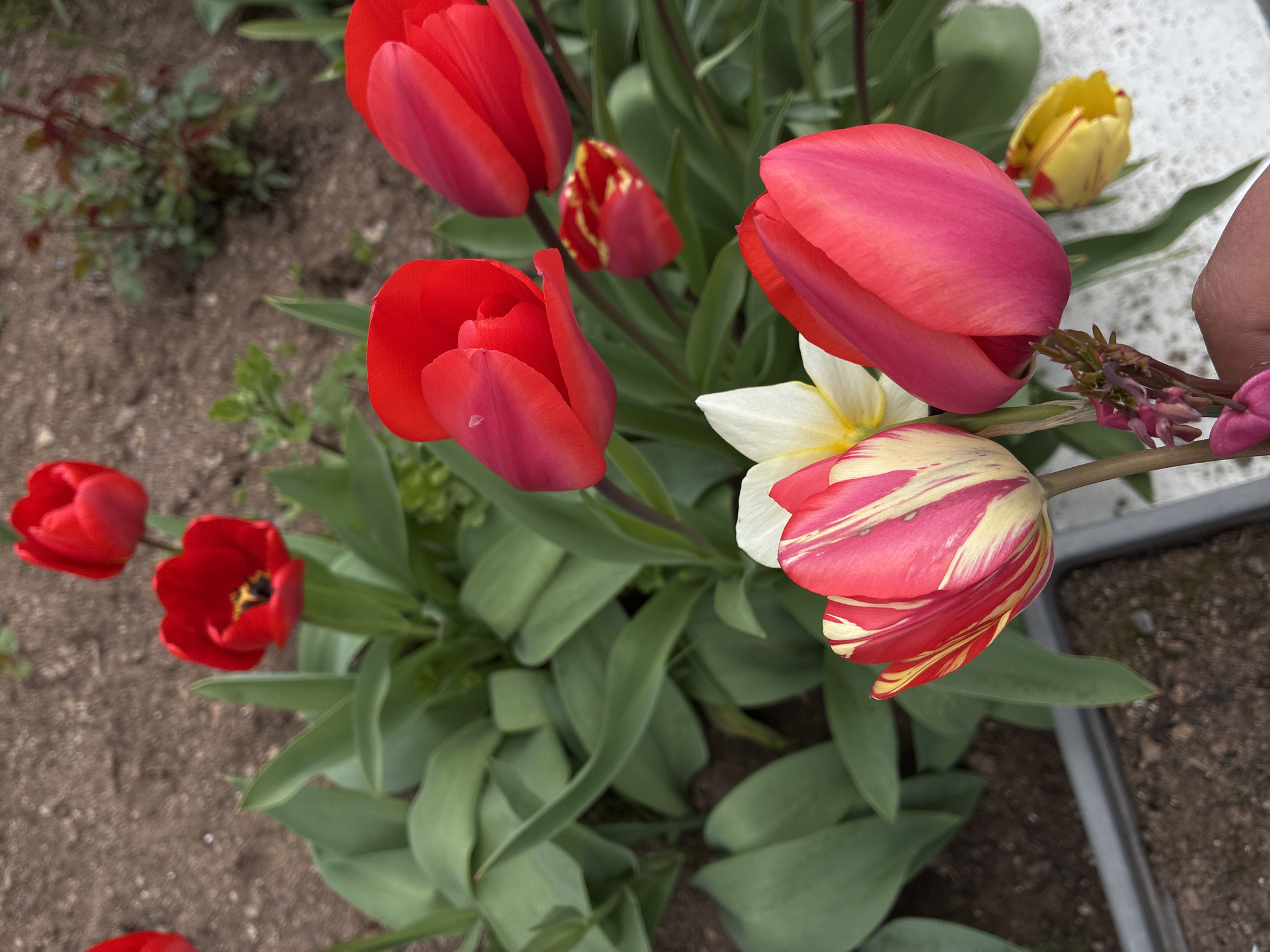 The image shows a cluster of tulips in various colors, including red, yellow, and variegated red and yellow, growing in soil. Green leaves surround the flowers. The tulips appear to be in a garden or cultivated area, as evidenced by the manicured soil. The background is blurred, but hints of a concrete or gray structure are visible. No people are fully visible, though a thumb is slightly visible on the right side of the image. There's no visual information connecting the location to Bokilovtsi, Bulgaria, other than the possibility of being taken there.