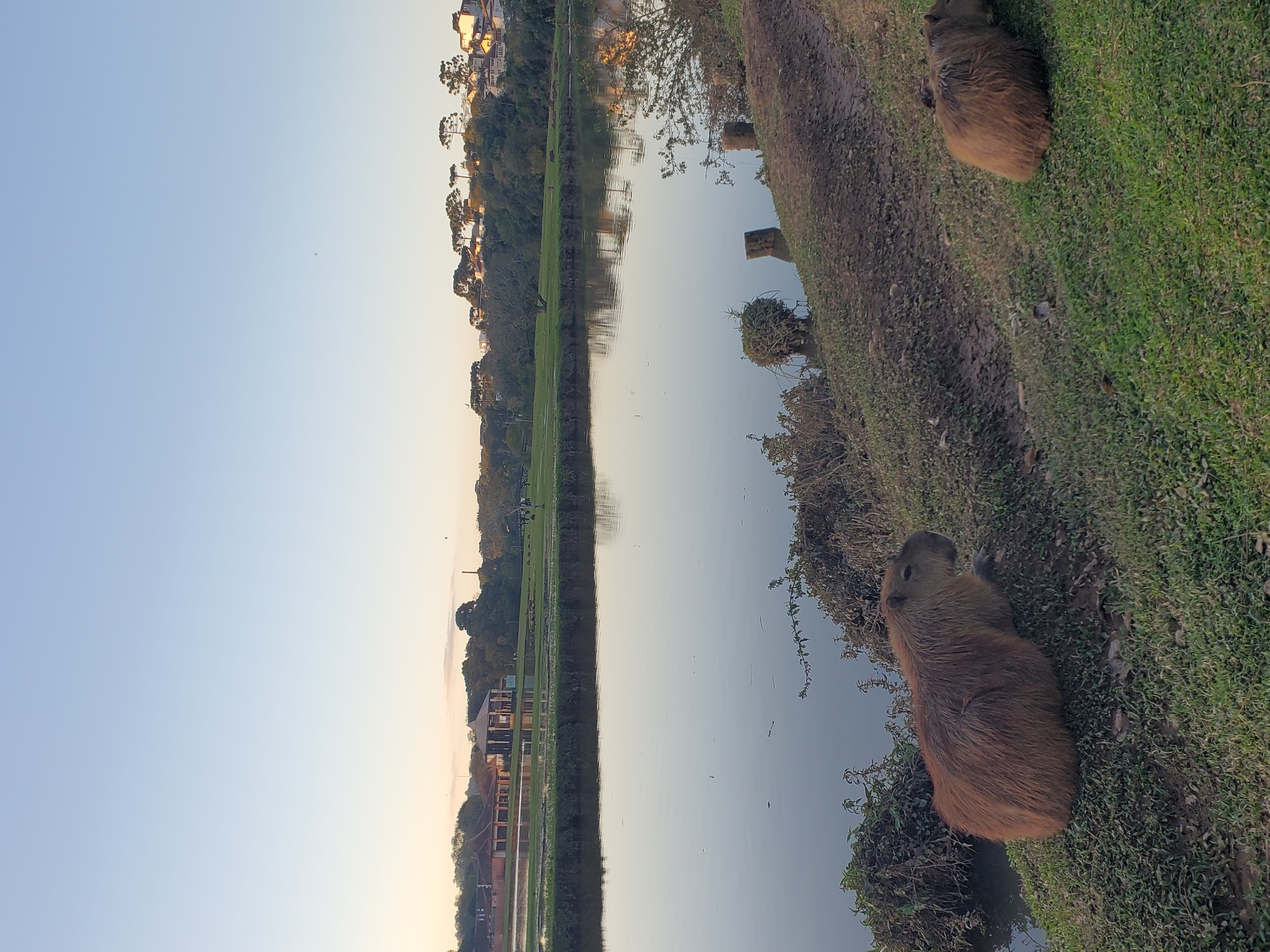 This is a photograph of the Capybara Garden (Jardim das Capivaras) located within the Tanguá Park in Curitiba, Brazil. Two capybaras are visible in the foreground, resting on a grassy slope next to a calm body of water. The capybara on the left is facing to the right, while the capybara on the right is facing to the left. The water reflects the pale blue sky and the lush greenery of the park. In the background, several buildings and trees line the horizon. The lighting suggests it is either early morning or late afternoon.