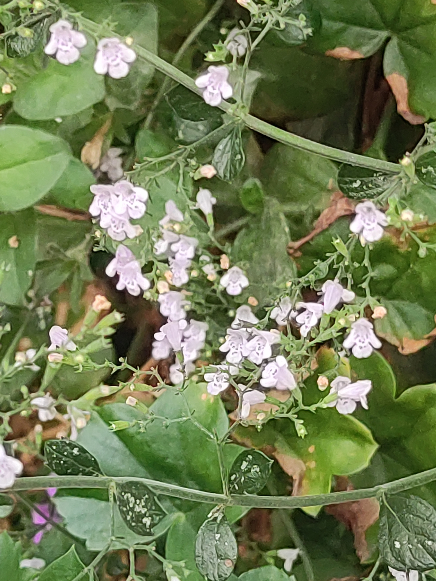 The image is a close-up, eye-level shot of a dense, green plant with small, pale purple flowers. The flowers are clustered together on thin stems, with some individual blossoms visible. The leaves are a mix of dark green and lighter green, with some appearing slightly wilted or discolored. The background is a blur of more green foliage and some brown, dry areas. There is a horizontal branch or stem cutting across the lower middle of the image, which has small, dark green leaves with white speckles. The scene appears to be outdoors, possibly in a garden or natural setting. There are no people or animals visible in the image. The lighting suggests it is daytime, with soft, diffused light. Without further context, the specific location in Fürth, Germany cannot be determined.