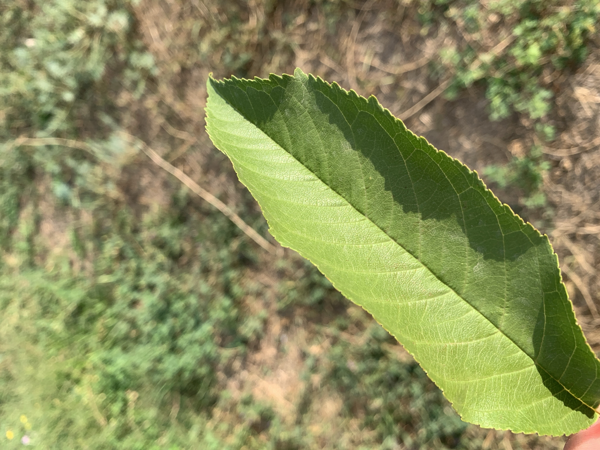 A close-up, eye-level, outdoor shot shows a bright green leaf with serrated edges held in the foreground. The leaf has prominent veins and is casting a shadow. The background is blurred, displaying a mix of dry earth, green vegetation, and some faint yellow flowers. The lighting suggests a sunny day. No other objects or individuals are clearly visible. The location is described as Unknown, Unknown.