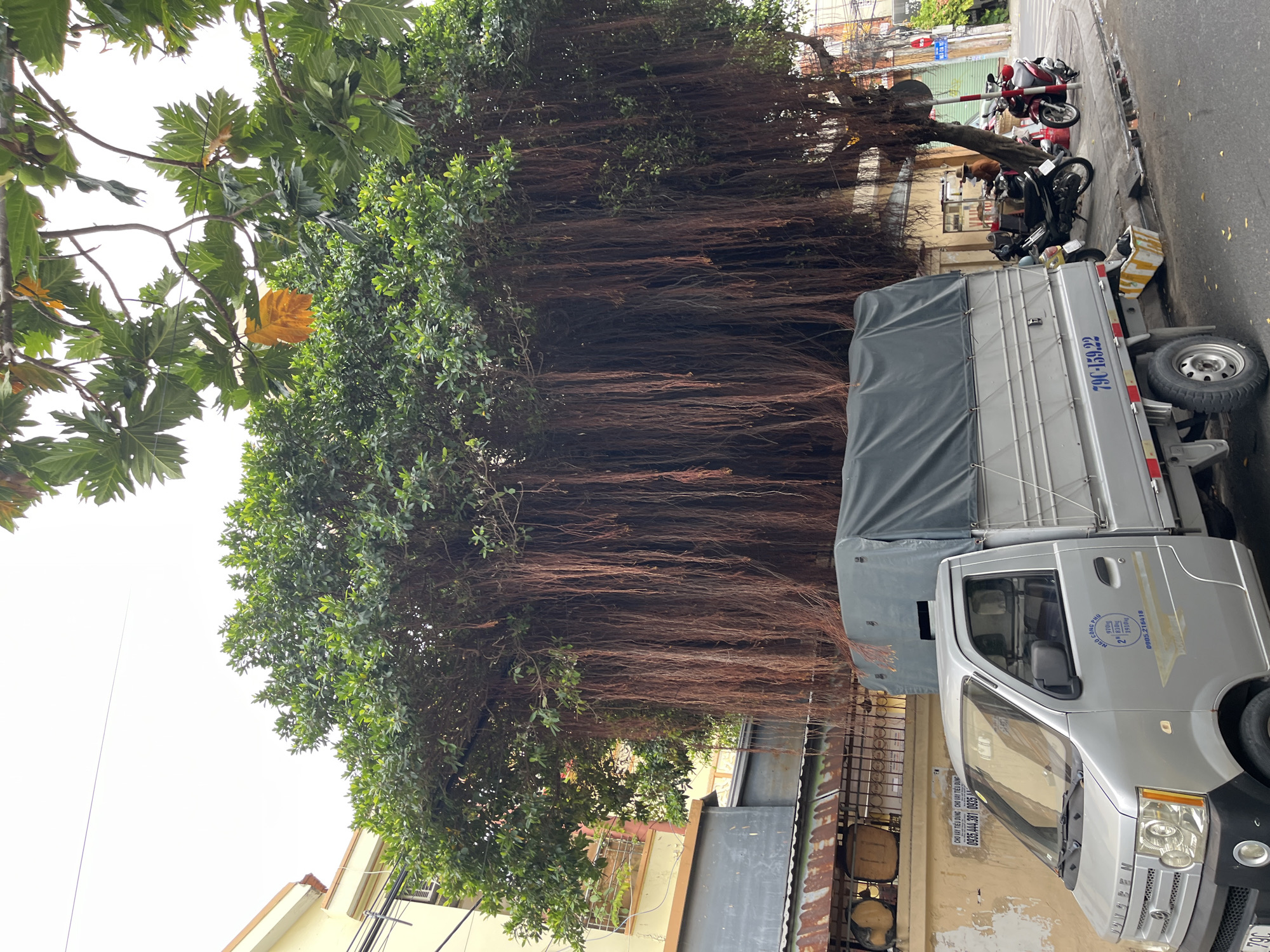In Nha Trang, Vietnam, a banyan tree with dense foliage and long, drooping aerial roots dominates the scene. The tree is situated in an urban environment, adjacent to a light-colored building with windows. In front of the building and tree, a silver truck is parked. The truck has a covered cargo bed and visible branding, including Vietnamese text and a license plate reading "79C-159.22". Several motorcycles are parked on the sidewalk near the tree. A person wearing a hat is sitting on one of the motorcycles. The sidewalk is paved, and a street with traffic lights and signs is visible in the background. The ground is wet in places, suggesting recent rain. Electrical wires are visible overhead, strung between poles.