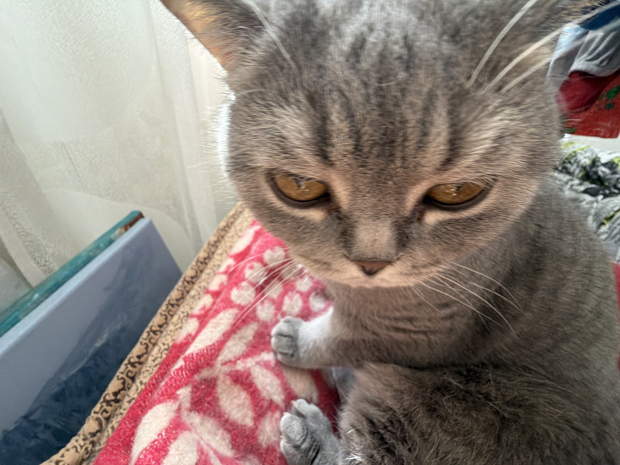 A grey tabby cat with amber eyes is the primary subject of this close-up image. The cat sits on a red and white patterned blanket with its paws visible. In the background, a light blue object and a white curtain are visible. The location of the photograph is unknown and there is no evidence to place it in the city of Perm, Russia.