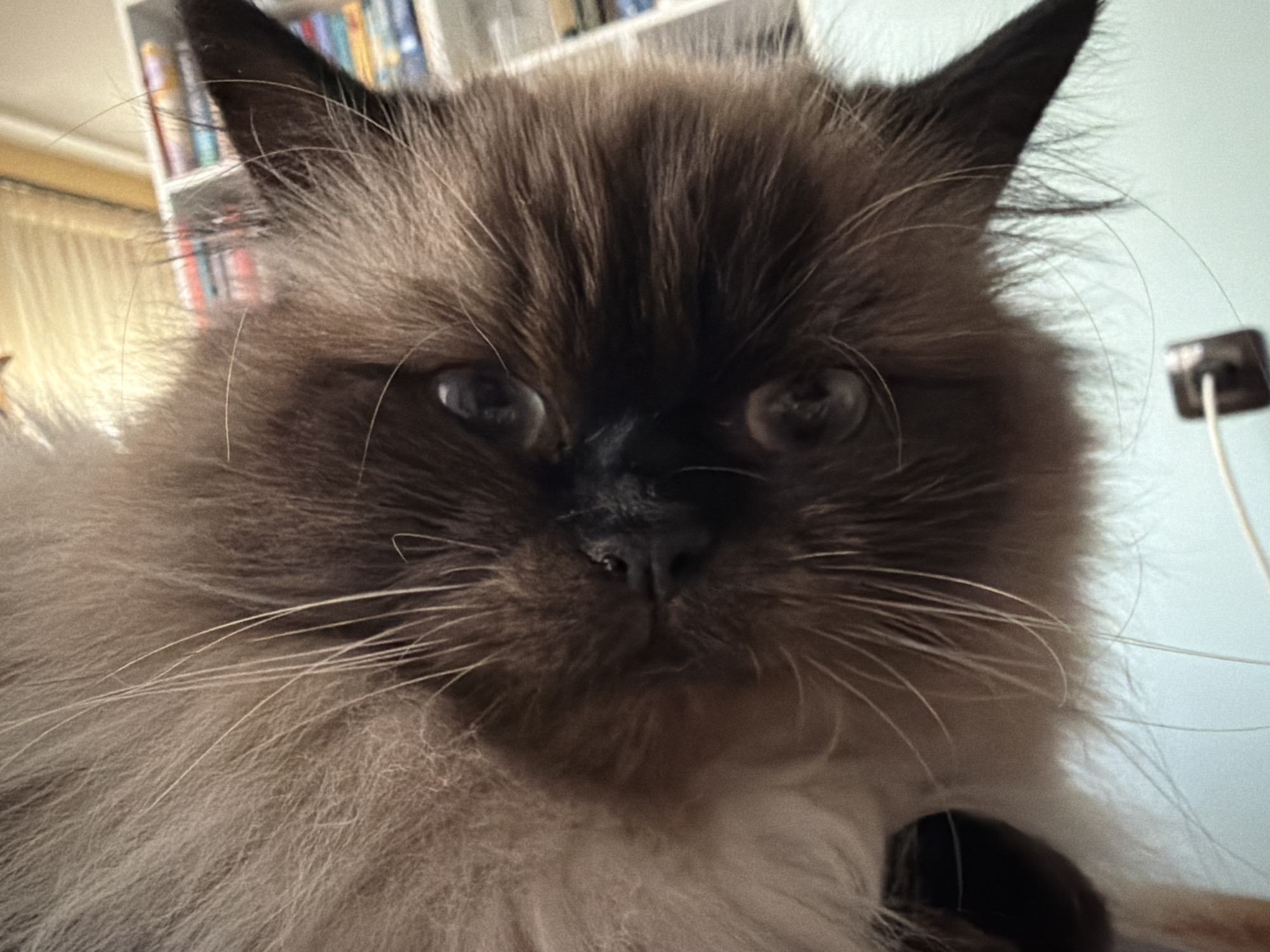 A close-up, low-angle, eye-level, head-on shot shows a domestic cat with dark brown fur on its face and ears, and lighter brown fur on its body. The cat's eyes are wide open and dark. Its nose is black. The background is a light blue wall. On the left side of the image, a bookshelf filled with colorful books is visible. The environment appears to be indoors, possibly a living room or study. The image does not provide any information about the city of Vratsa, Bulgaria.