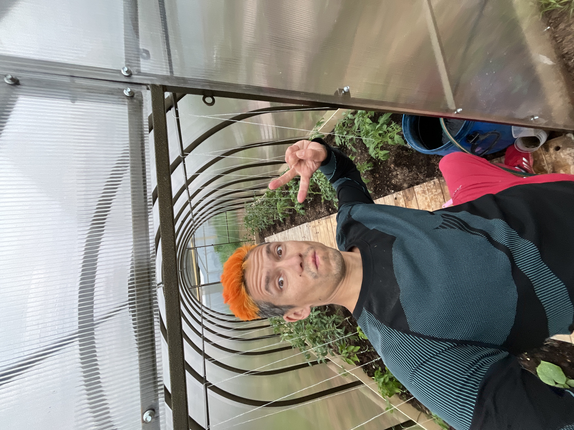 A person with bright orange hair and a gray undercut is taking a selfie in a greenhouse. They are wearing a long-sleeved black and teal athletic shirt and red pants. The person is making a peace sign with their right hand. The greenhouse has a curved structure made of metal and covered with translucent corrugated plastic. Rows of young plants, likely tomatoes, are growing on either side of a wooden walkway. A blue barrel filled with liquid is visible to the right of the person, along with some gardening tools. The background shows more greenery outside the greenhouse. The image appears to have been taken during the day. The scene is located in a rural or suburban setting, possibly a private garden or agricultural area. It is not possible to determine the specific location within the city of Chaikovsky, Russia, based solely on the visual information provided.