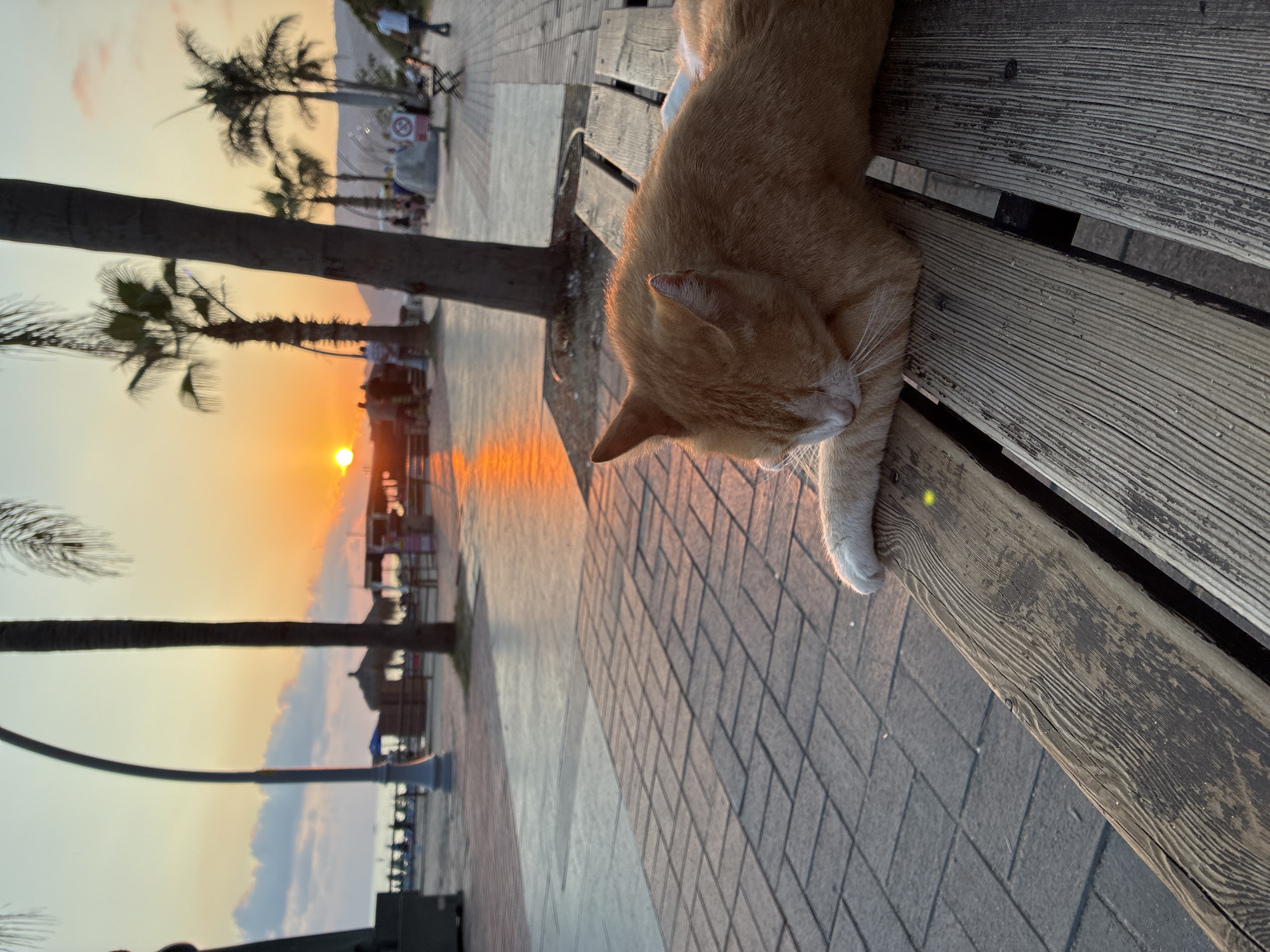An orange tabby cat sleeps on a weathered wooden bench in Alanya, Turkey, with the sun setting over the Mediterranean Sea in the background. Palm trees line a paved walkway where a few people are visible. The sky is a warm gradient of orange and yellow, reflecting on the water. The cat's paw is extended, resting on its face as it sleeps peacefully. The scene is tranquil and serene, capturing a moment of quiet beauty in a bustling seaside city.