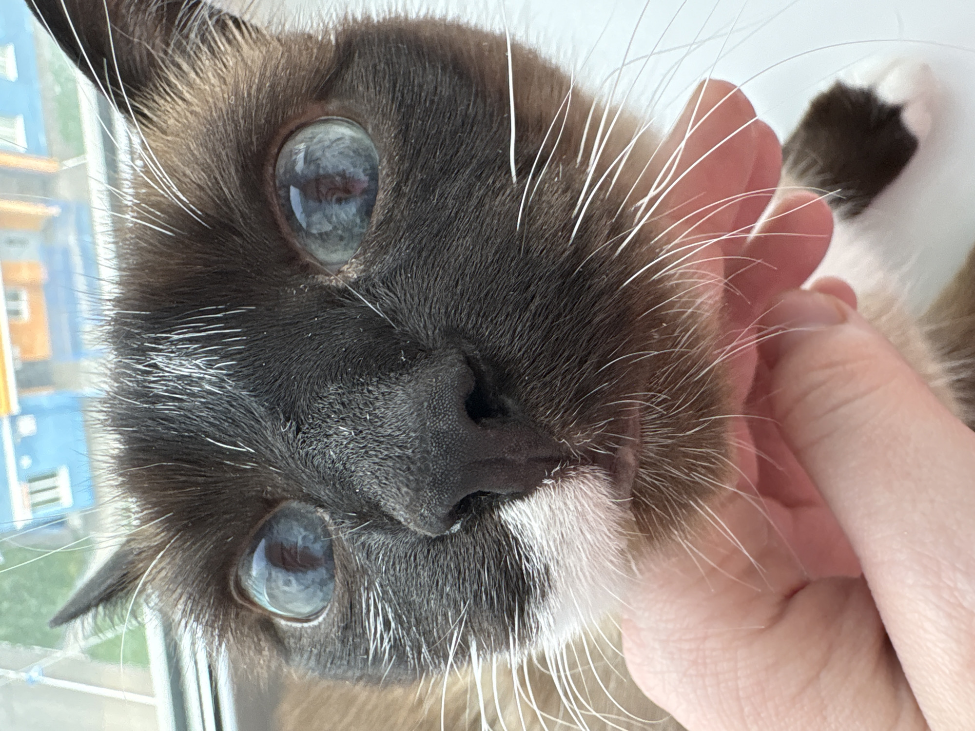 A close-up, slightly rotated, image depicts the face of a Siamese cat being held by a human hand. The cat has light blue eyes and a dark brown and cream-colored coat. The cat's nose is black with white fur on its chin. Long, white whiskers are visible on both sides of its face. Part of a white window frame and a blurred building are visible in the background. Based on metadata, this image was taken in Izhevsk, Russia. The focus is on the cat and its interaction with the human hand.