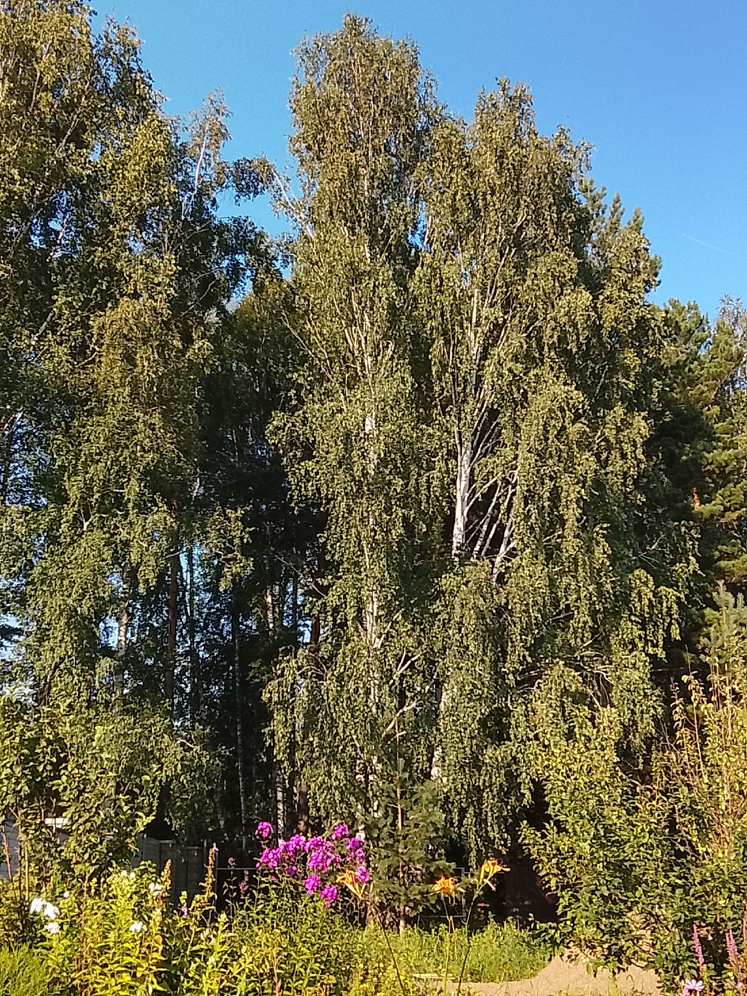 The image depicts a vibrant, sunlit garden scene with lush greenery and a clear blue sky. In the foreground, a variety of flowers bloom in shades of purple, white, and orange, interspersed with tall green plants. The middle ground is dominated by a dense cluster of trees, including prominent birch trees with their distinctive white bark. The trees form a thick canopy, casting dappled shadows on the garden below. Beyond the deciduous trees, evergreen trees can be seen, suggesting a mixed forest environment. The overall impression is one of a serene, natural setting, likely a backyard or park area in Минино, Russia, given the context. The lighting suggests it is daytime, with the sun illuminating the foliage from the side. There are no people or animals visible in the image. The background is a clear, unblemished blue sky.