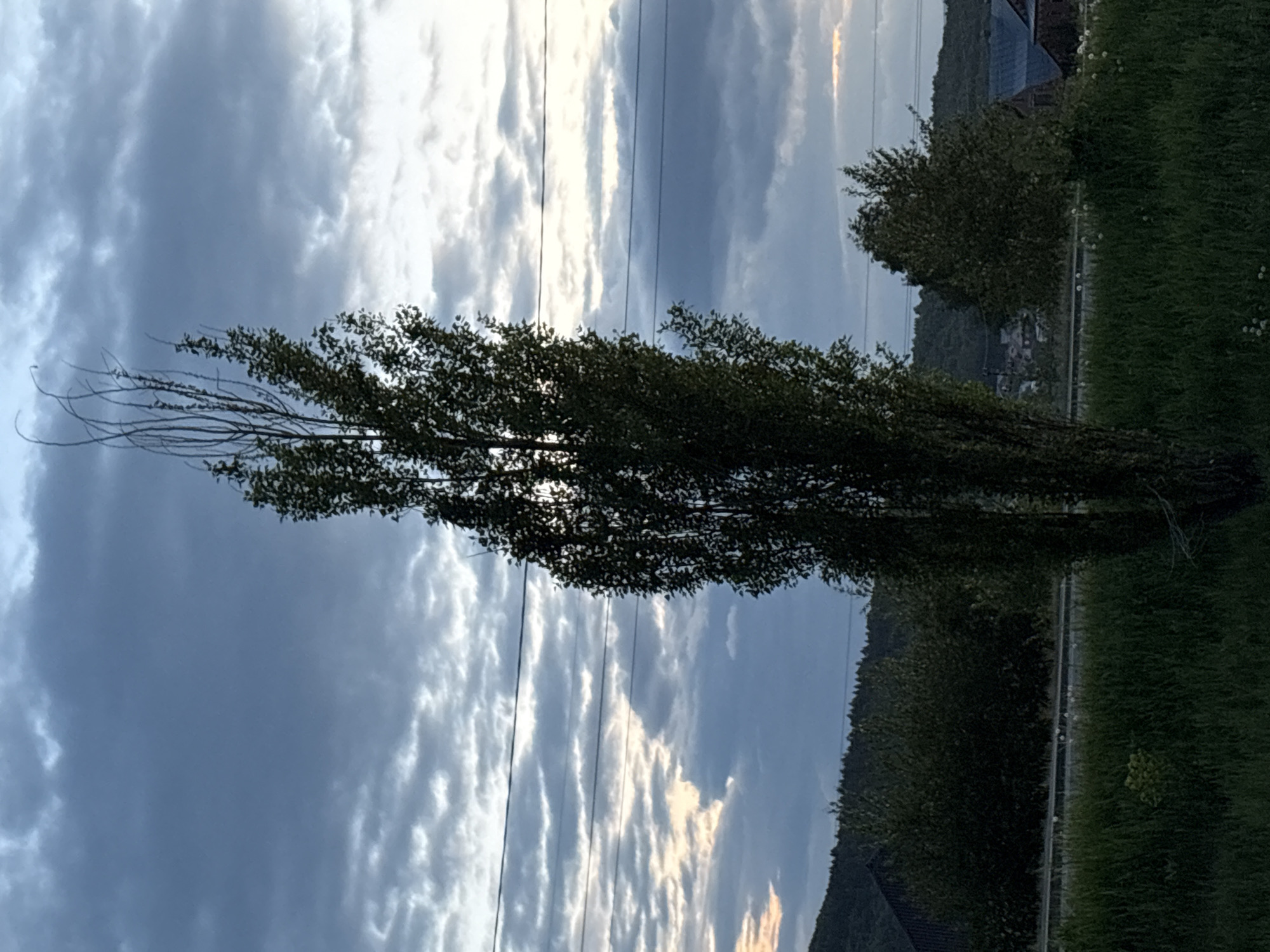 A landscape view presents a tall, slender tree with sparse branches against a backdrop of a cloudy sky. Power lines intersect the sky above and behind the tree. To the right of the tree, there is a hillside with vegetation. A building is discernible near the top of the hillside. A grassy area is adjacent to the base of the tree.