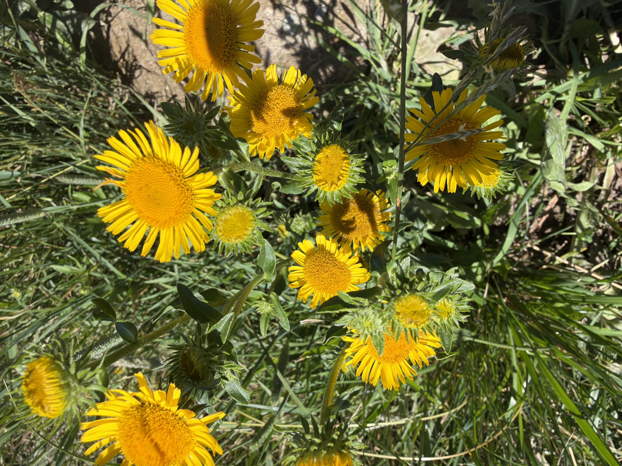 A close-up, overhead shot captures a cluster of bright yellow wildflowers with dark centers, interspersed with lush green grass and foliage. Several of the flowers are in full bloom, their petals radiating outwards, while others are in various stages of development, including unopened buds with spiky green exteriors. The scene is bathed in natural sunlight, casting shadows and highlighting the textures of the petals and leaves. The background consists of dry soil and more grass, suggesting an outdoor, possibly natural environment. The image does not contain any people or specific landmarks to indicate a location within a city.