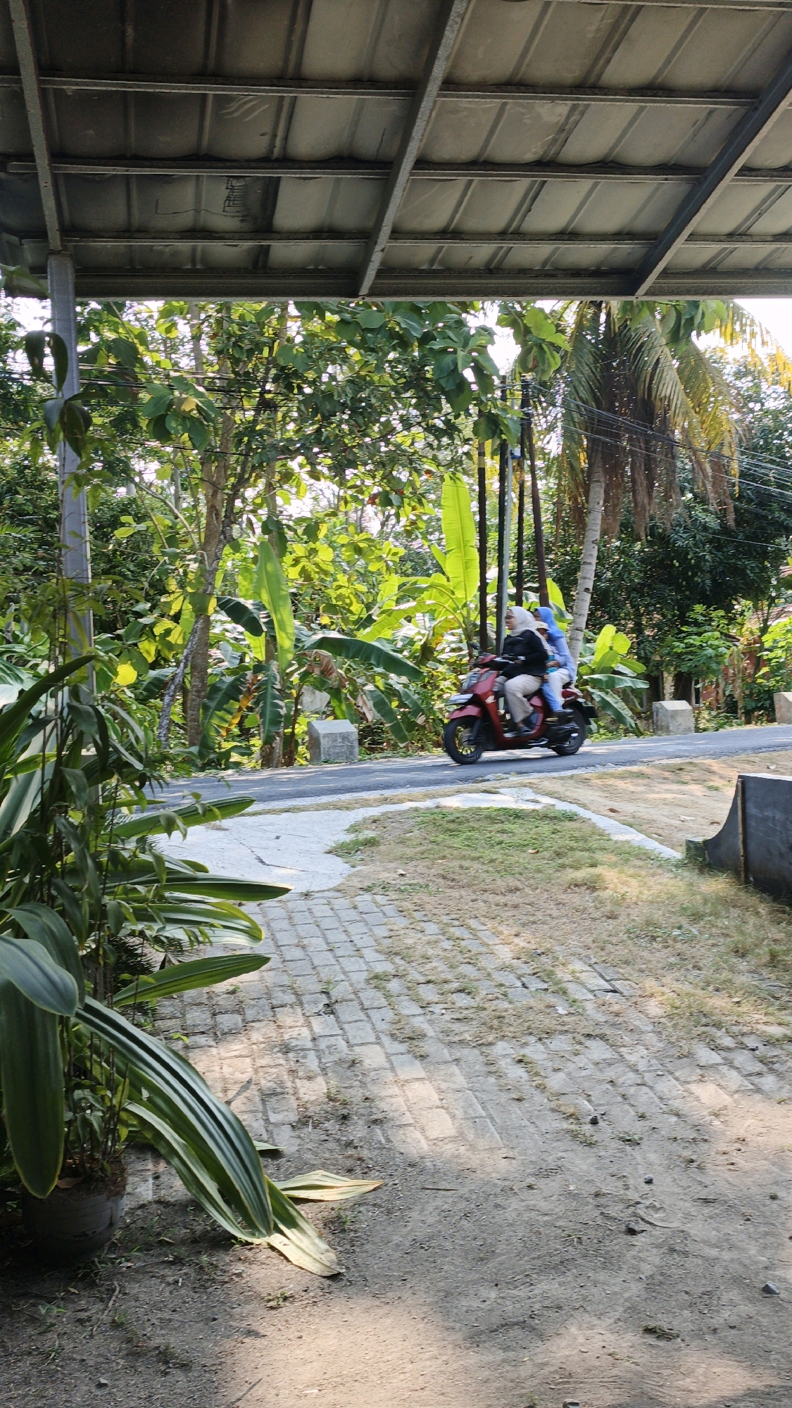 Two individuals are riding a red scooter on a paved road. The person in the front is wearing a white hijab and a dark jacket, while the person in the back is wearing a bright blue headscarf and a lighter colored jacket. They are traveling on a road surrounded by lush green vegetation, including banana trees and palm trees, indicative of a tropical or subtropical environment. In the foreground, there is a paved walkway and some plants. Overhead, a metal roof structure supported by pillars is visible. The scene appears to be in a rural or semi-rural setting within Cintaratu, Indonesia.