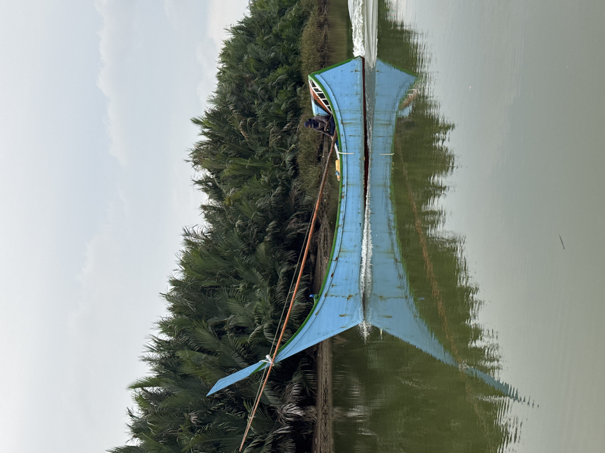 An eye-level, medium shot captures a light blue, wooden boat with a pointed bow, moving right to left across murky green water. The boat has a slender profile and a distinctive tall, blue, fin-like structure at its bow. It is adorned with green trim along its upper edge and red trim near the waterline. Orange ropes are strung from the bow. A single person, wearing dark clothing and a head covering, sits in the middle of the boat, holding a wooden oar. The boat is leaving a white wake behind it. The background is dominated by a dense wall of lush green palm trees, suggesting a tropical environment. The sky above is overcast and light gray. The reflection of the boat and the surrounding trees is visible in the still water. The scene is situated in Deah Pangwa, Indonesia.
